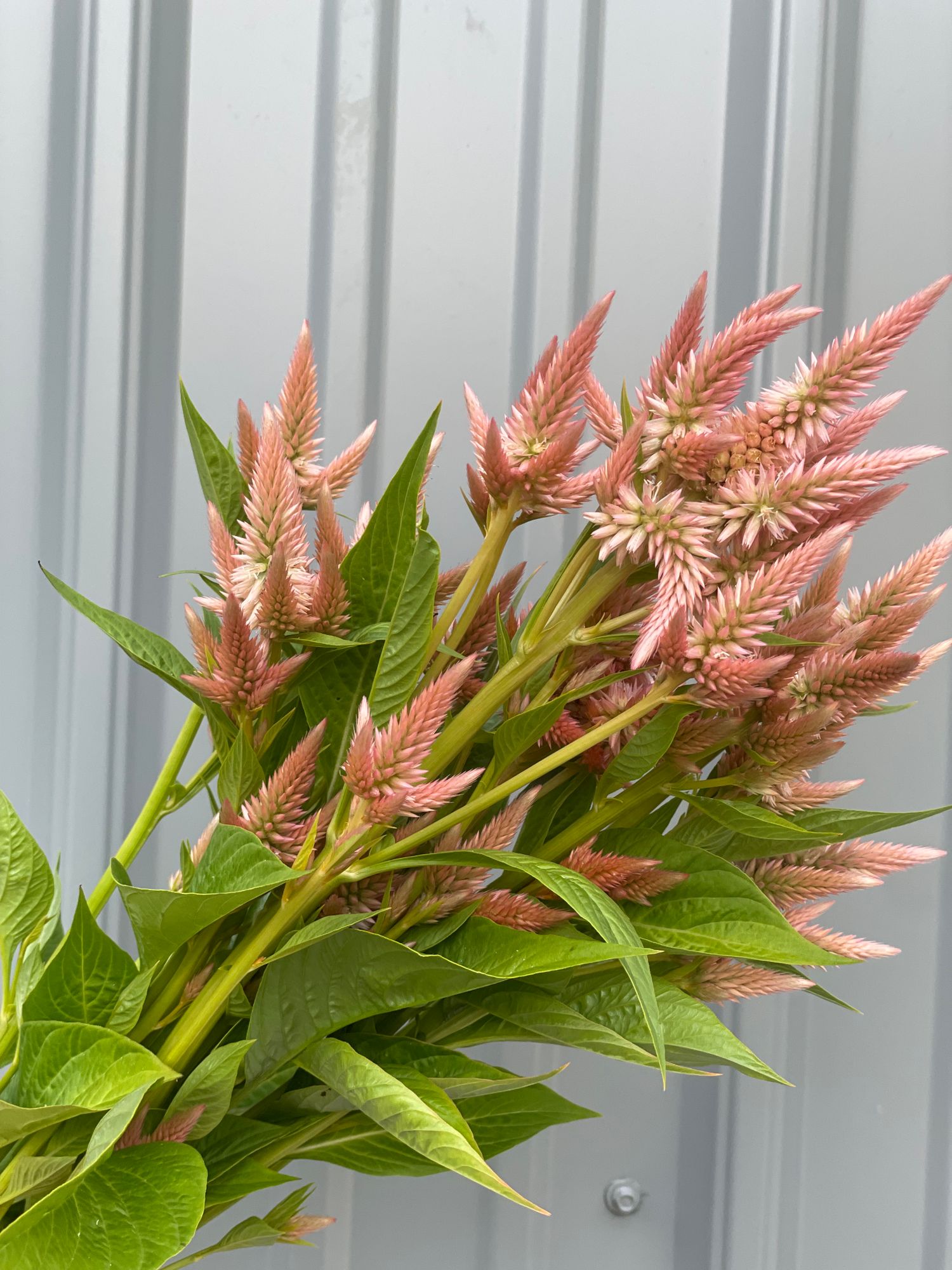CELOSIA argentea spicata Celway Terracotta
