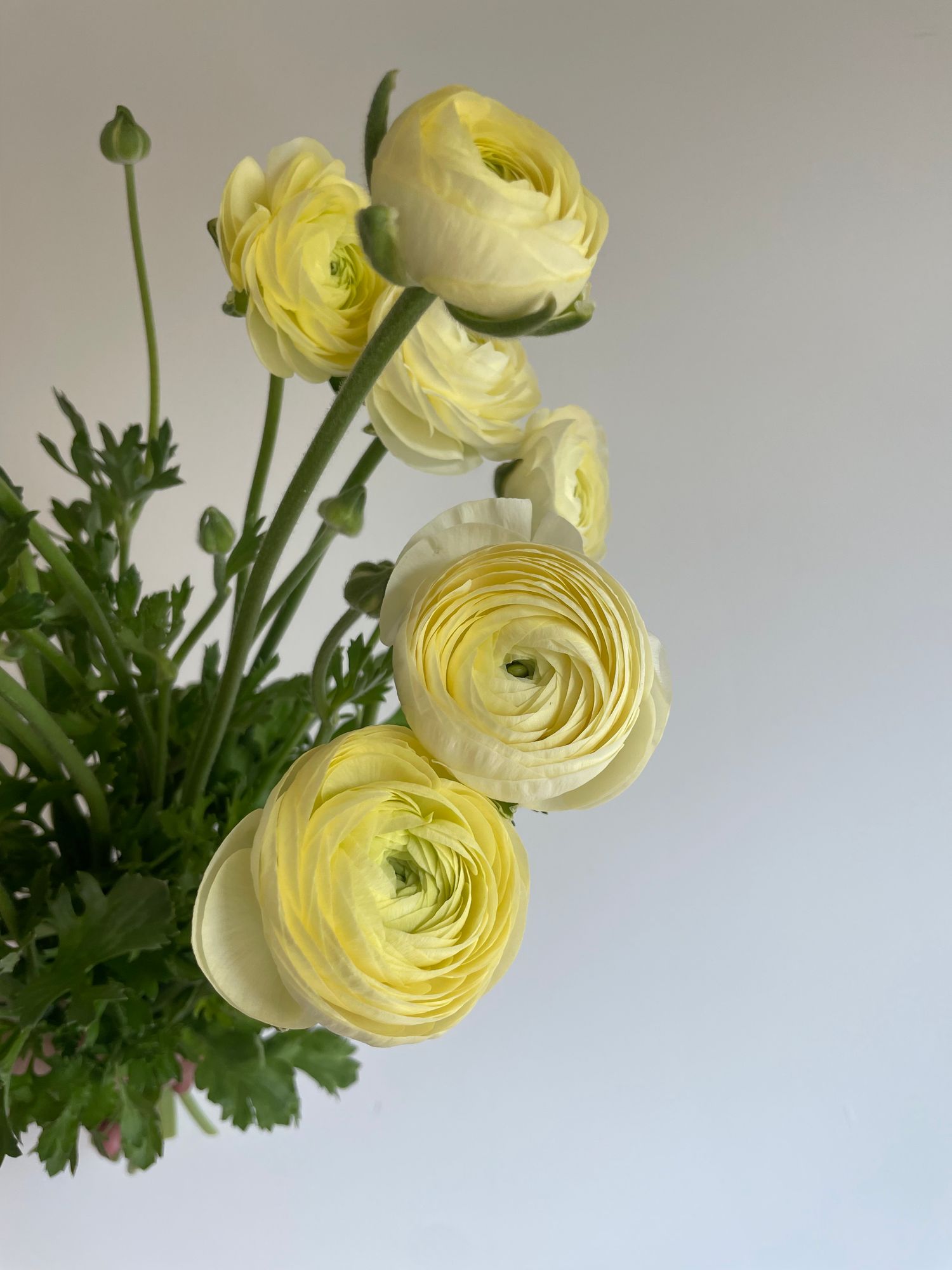 RANUNCULUS Elegance Crema