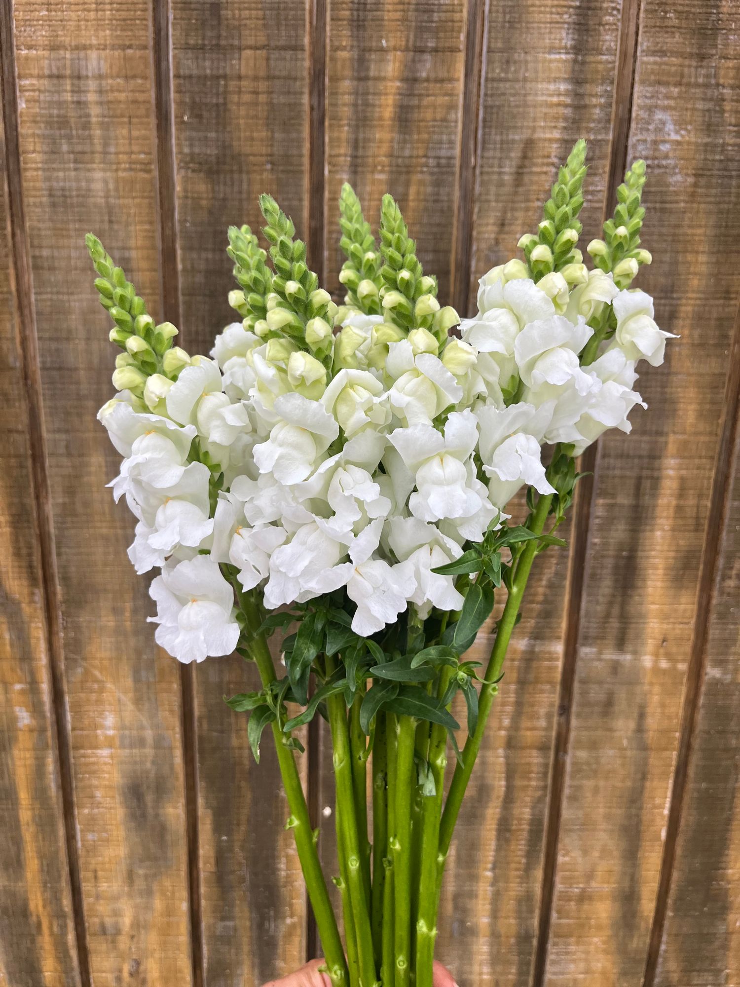 ANTIRRHINUM majus