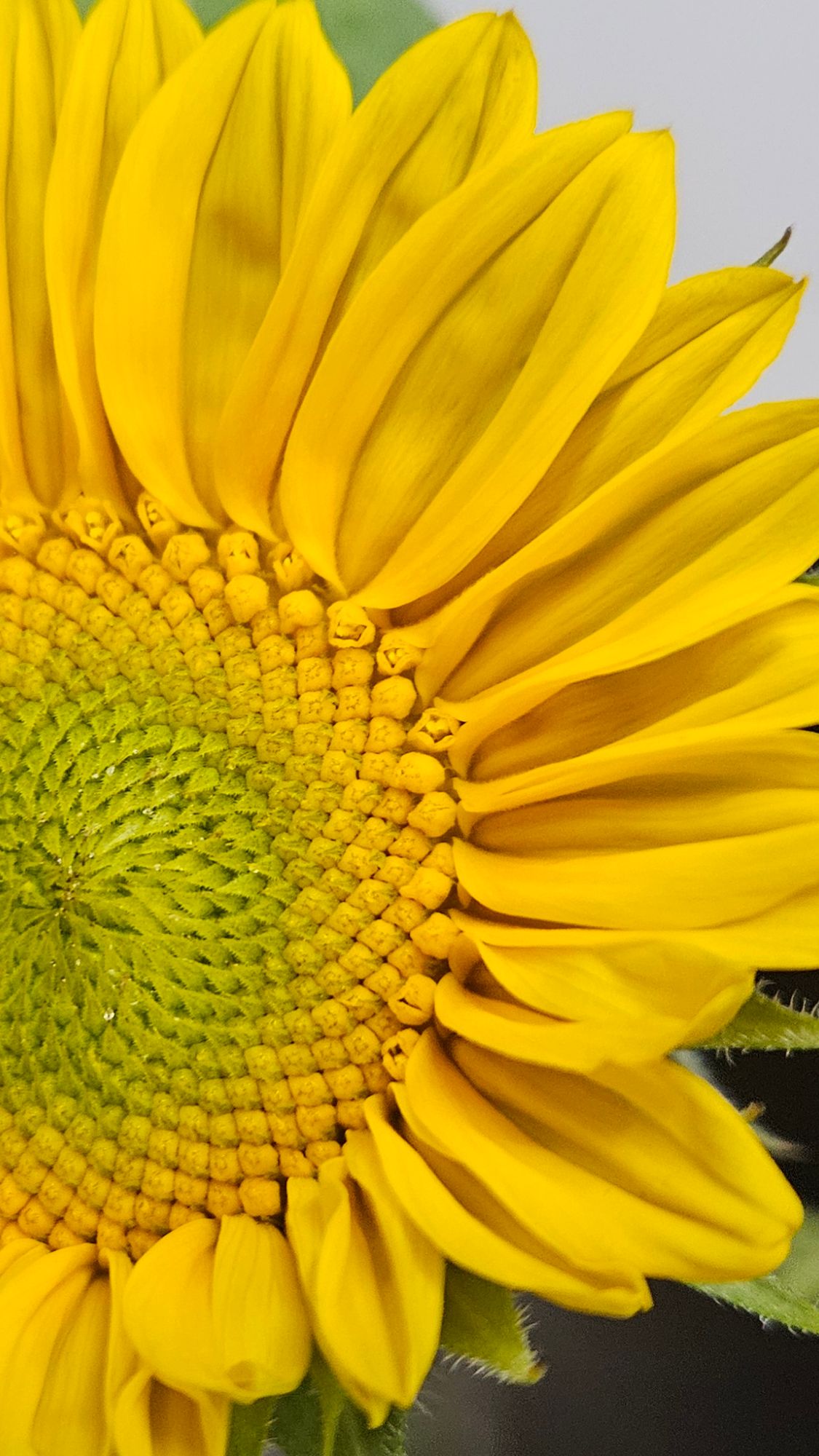 HELIANTHUS annuus ProCut Gold Lite