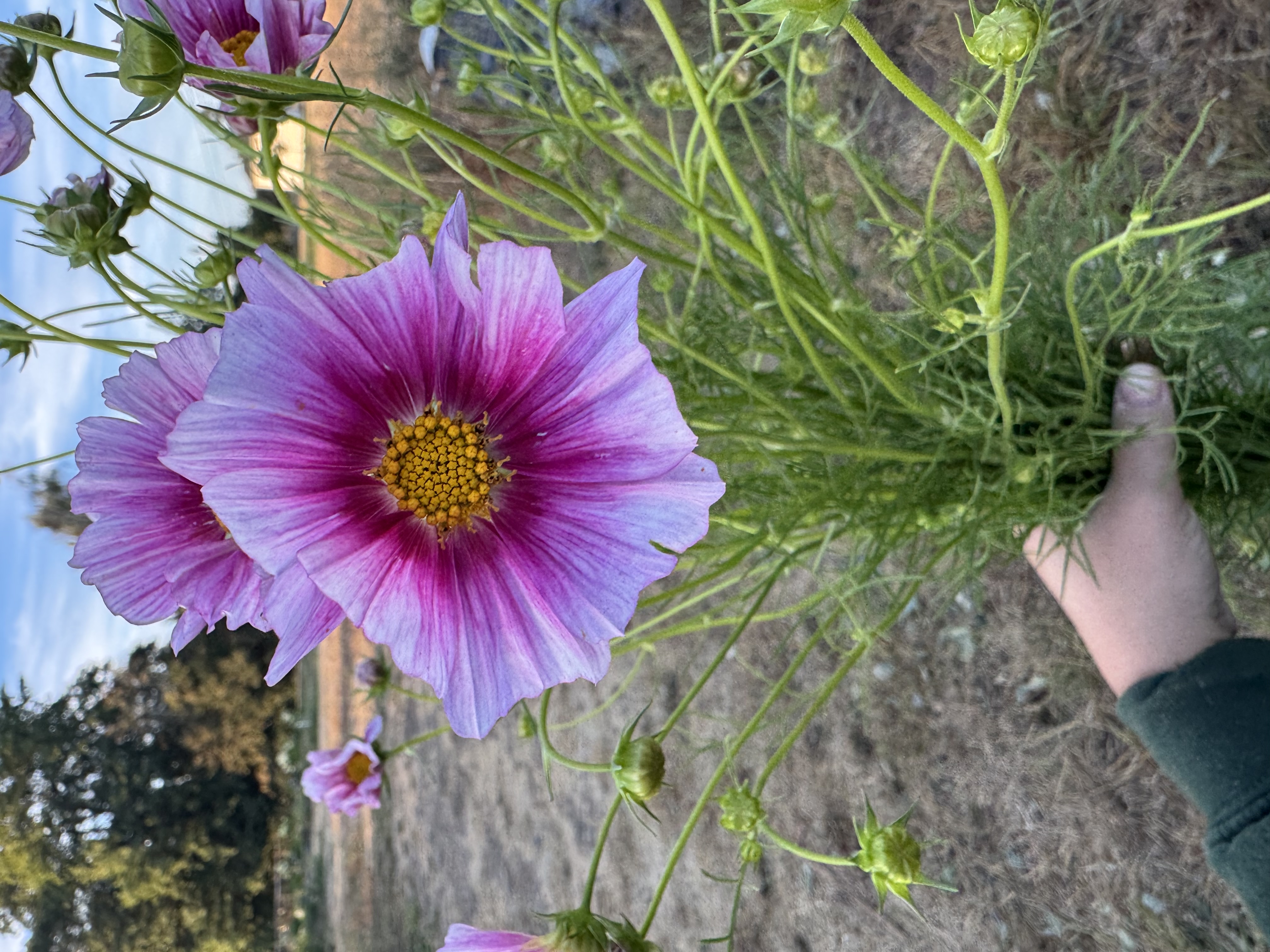 COSMOS bipinnatus Hinomaru