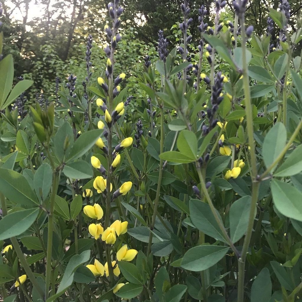 BAPTISIA x Lemon Meringue