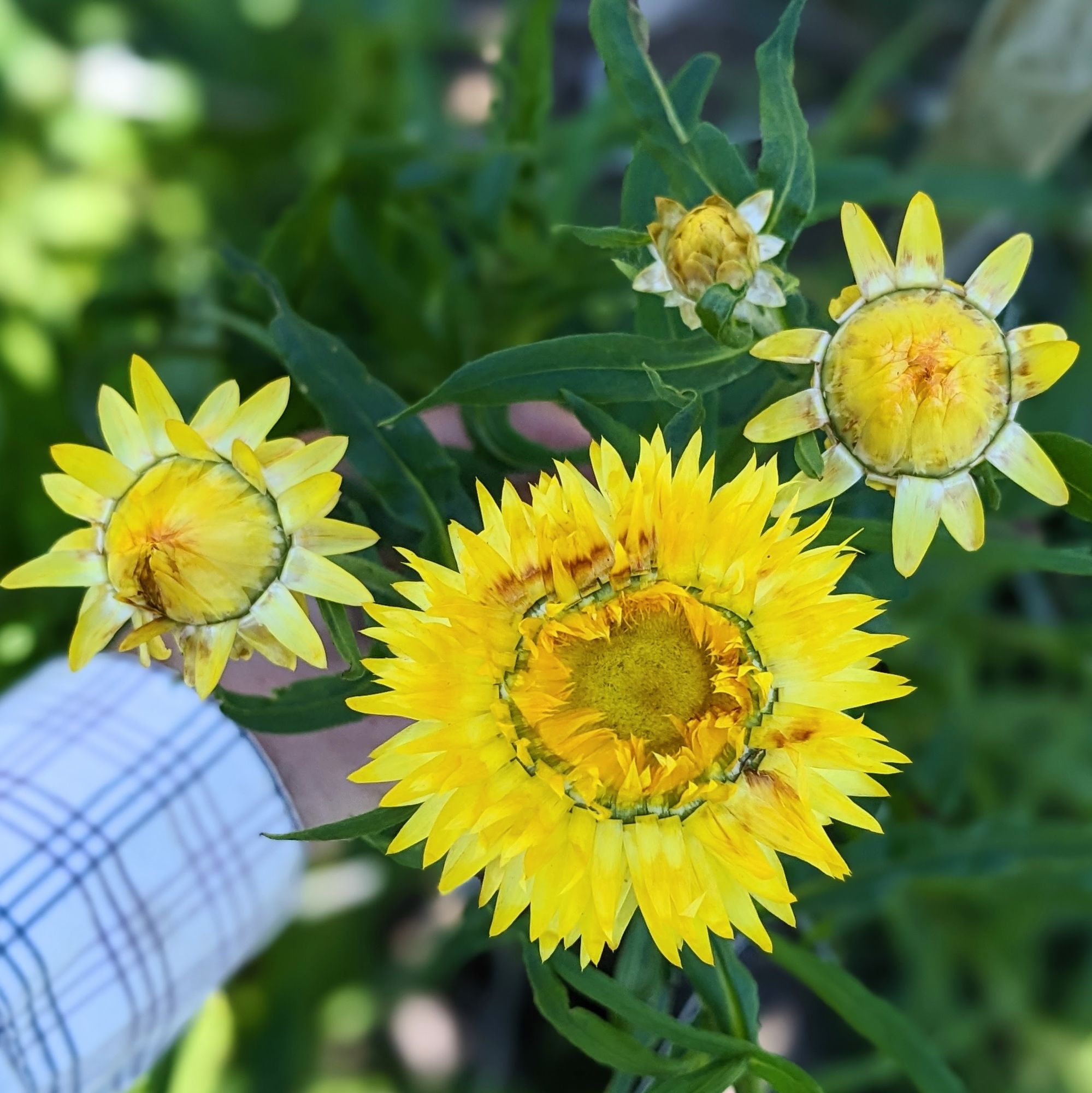 XEROCHRYSUM bracteatum King Size