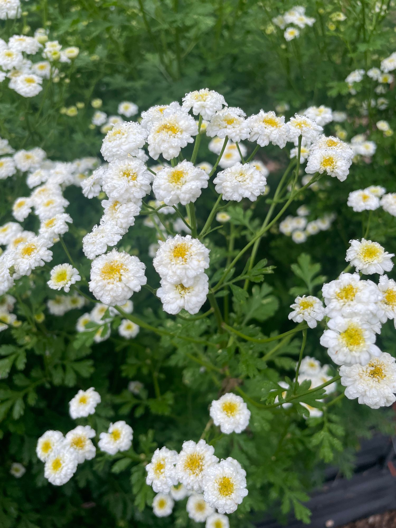 TANACETUM parthenium White Wonder