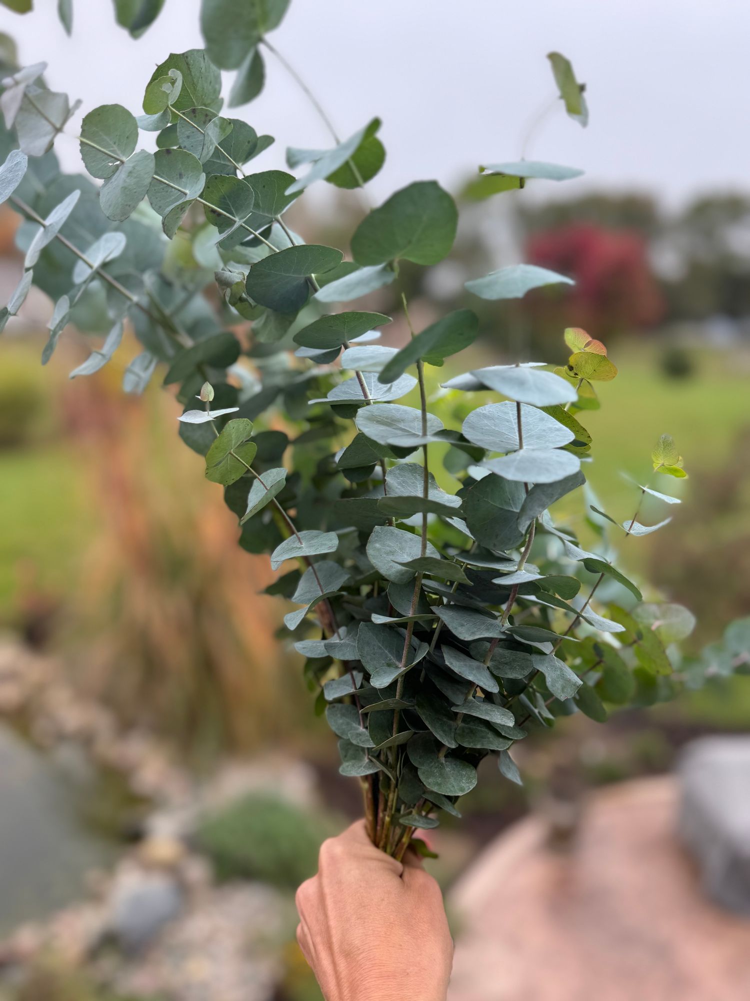 EUCALYPTUS parvula