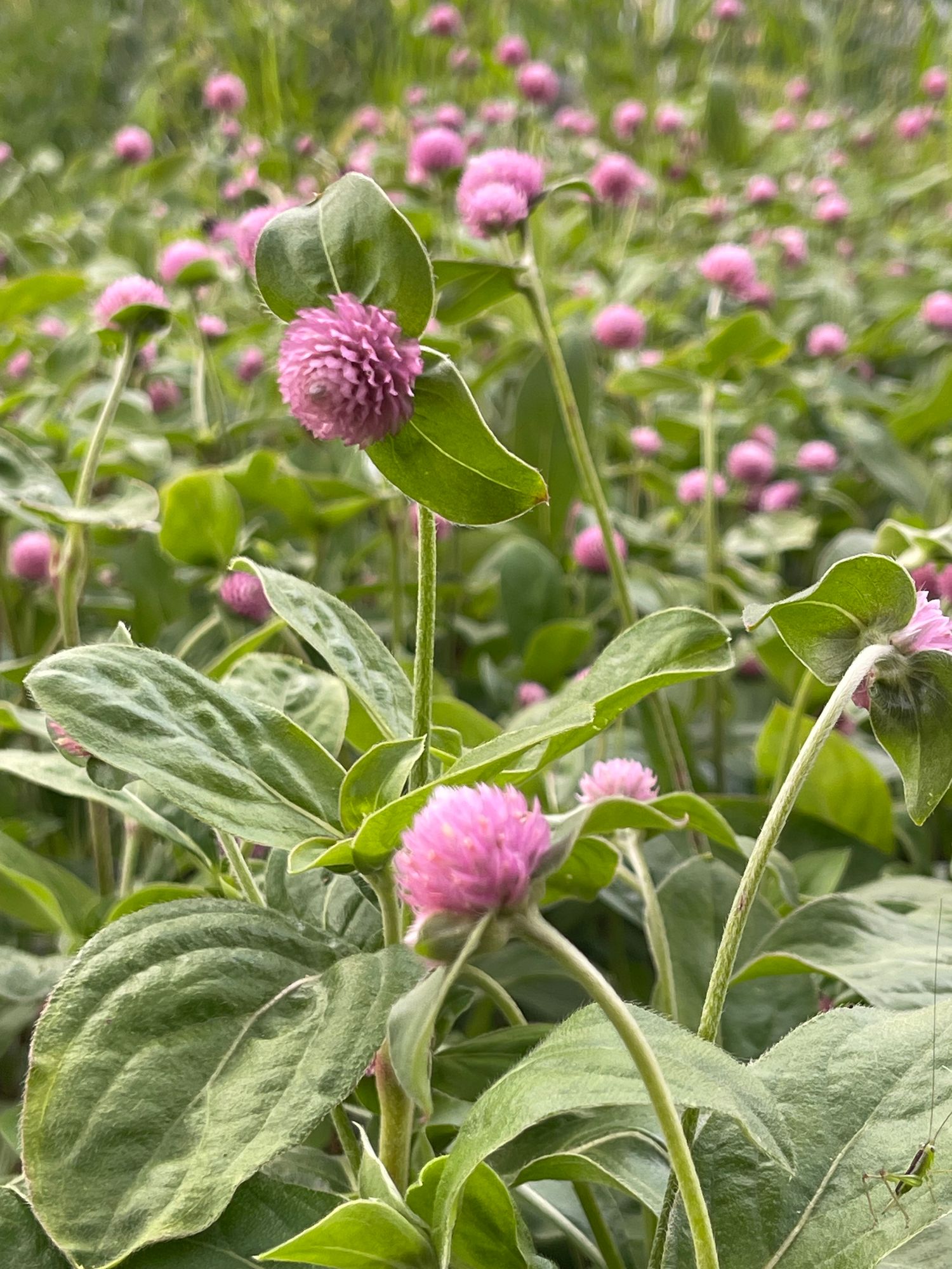 GOMPHRENA globosa Salmon Pastel
