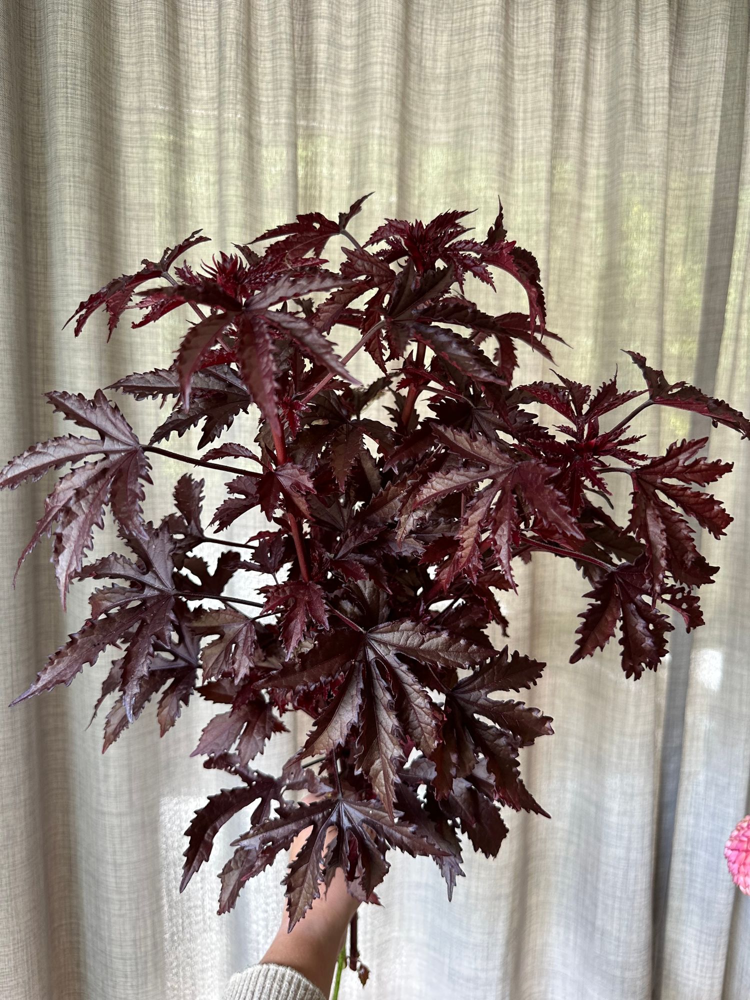 HIBISCUS acetosella