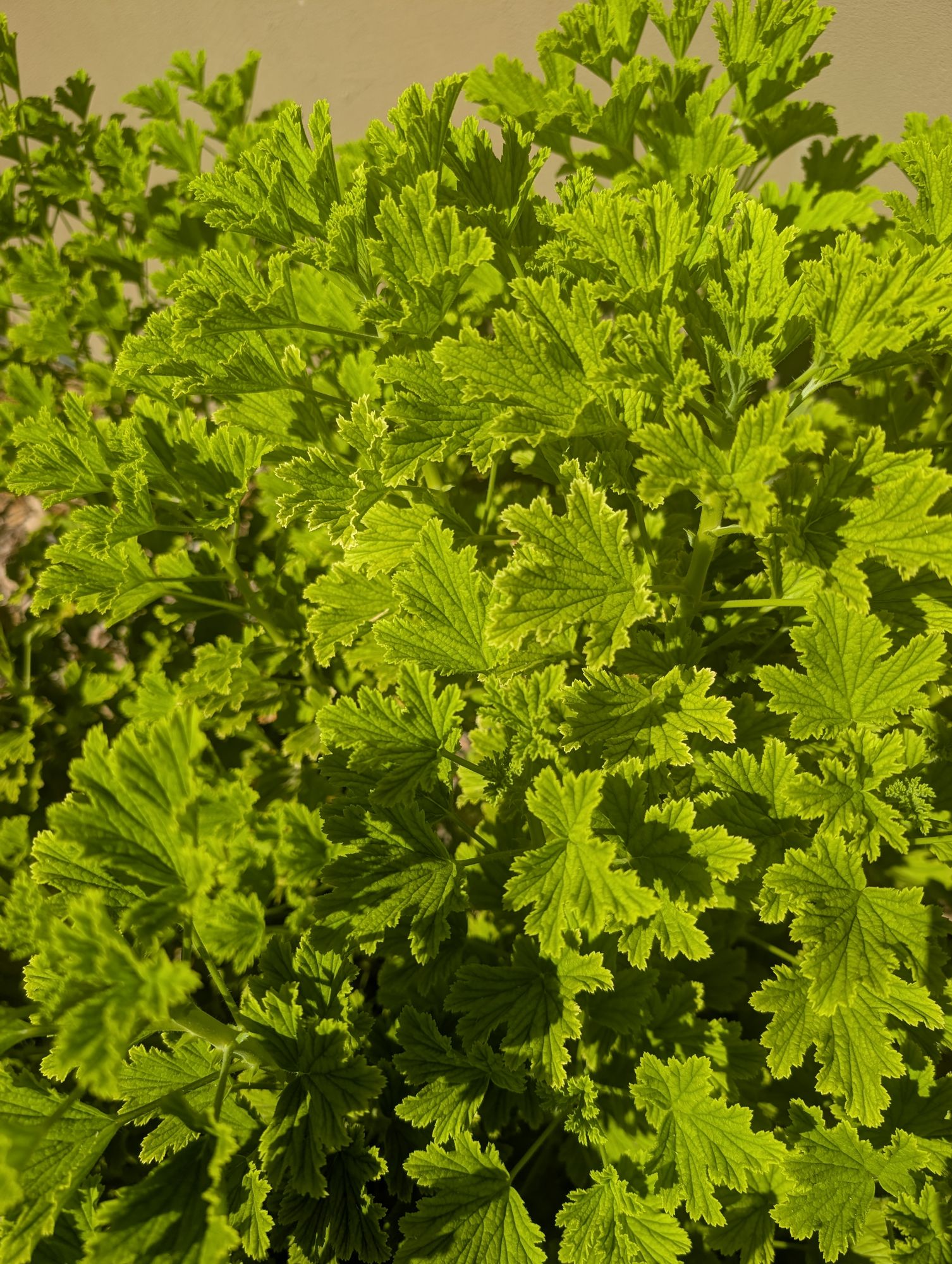 PELARGONIUM Orange Fizz