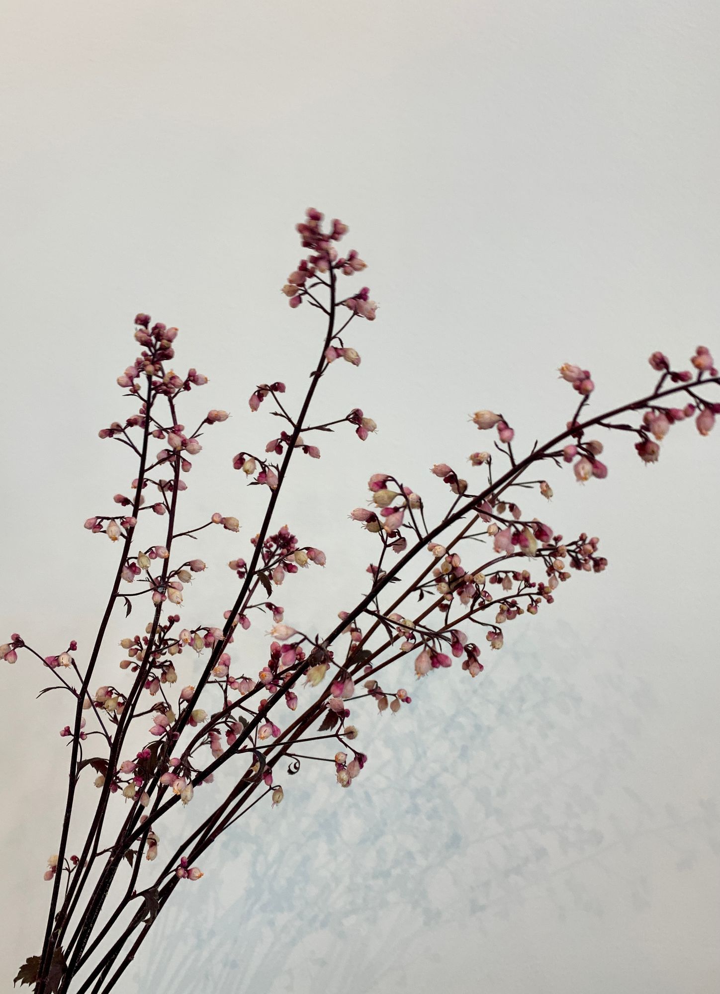 HEUCHERA x