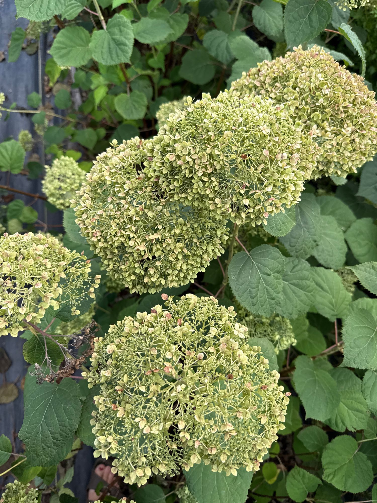 HYDRANGEA arborescens Invincibelle Spirit II