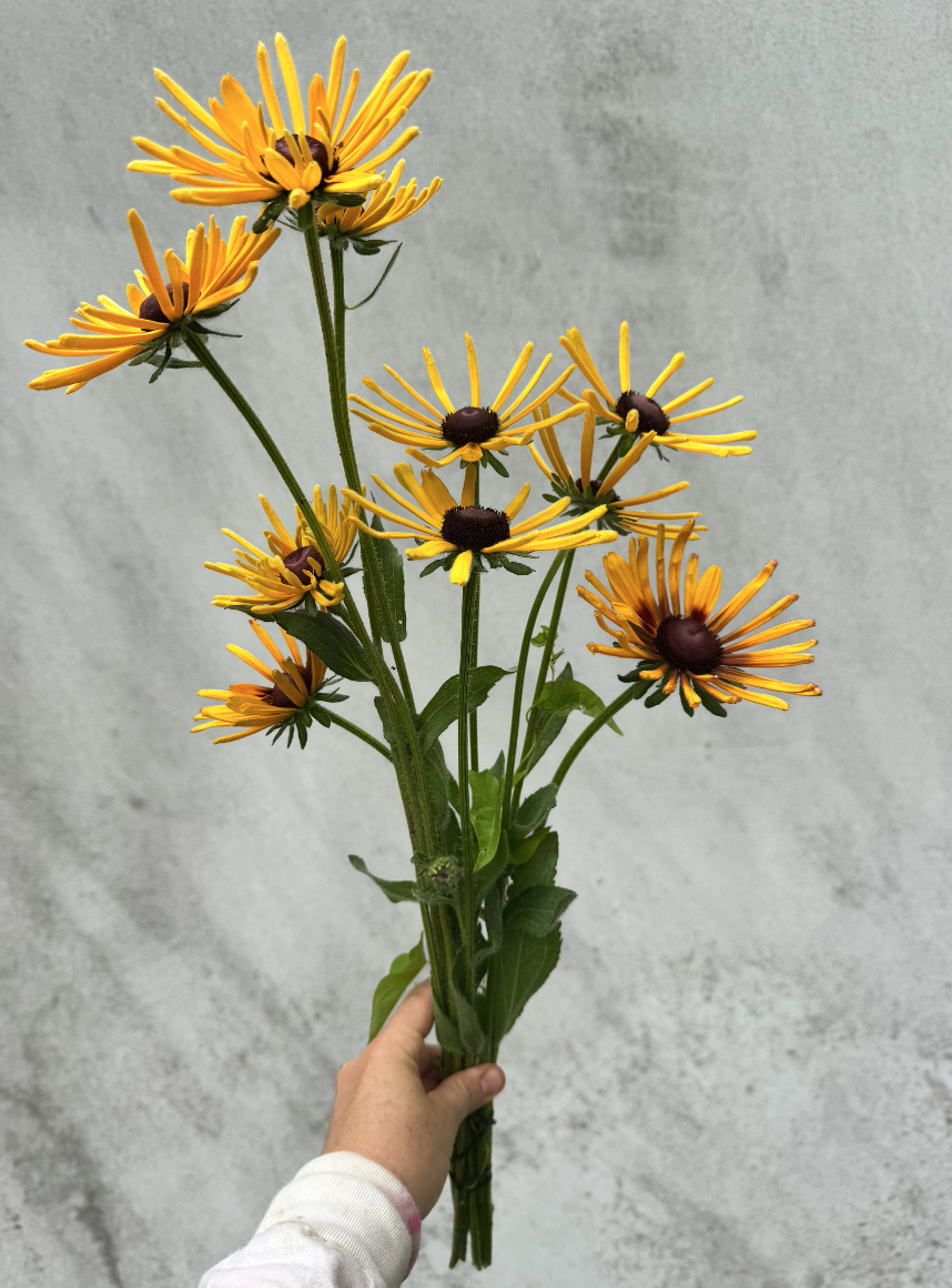 RUDBECKIA hirta Chim Chiminee