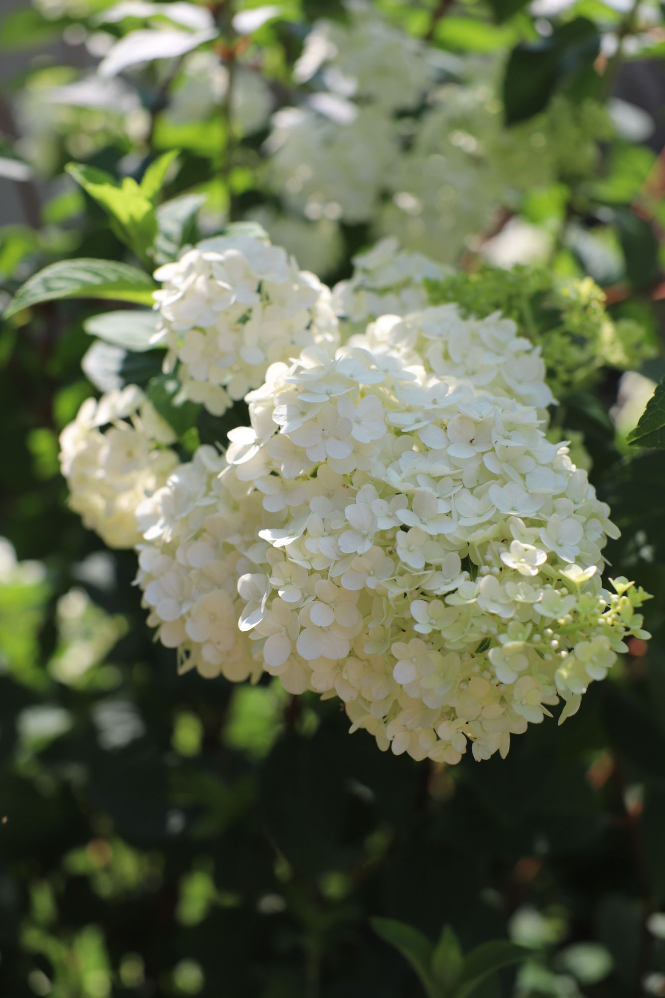 HYDRANGEA