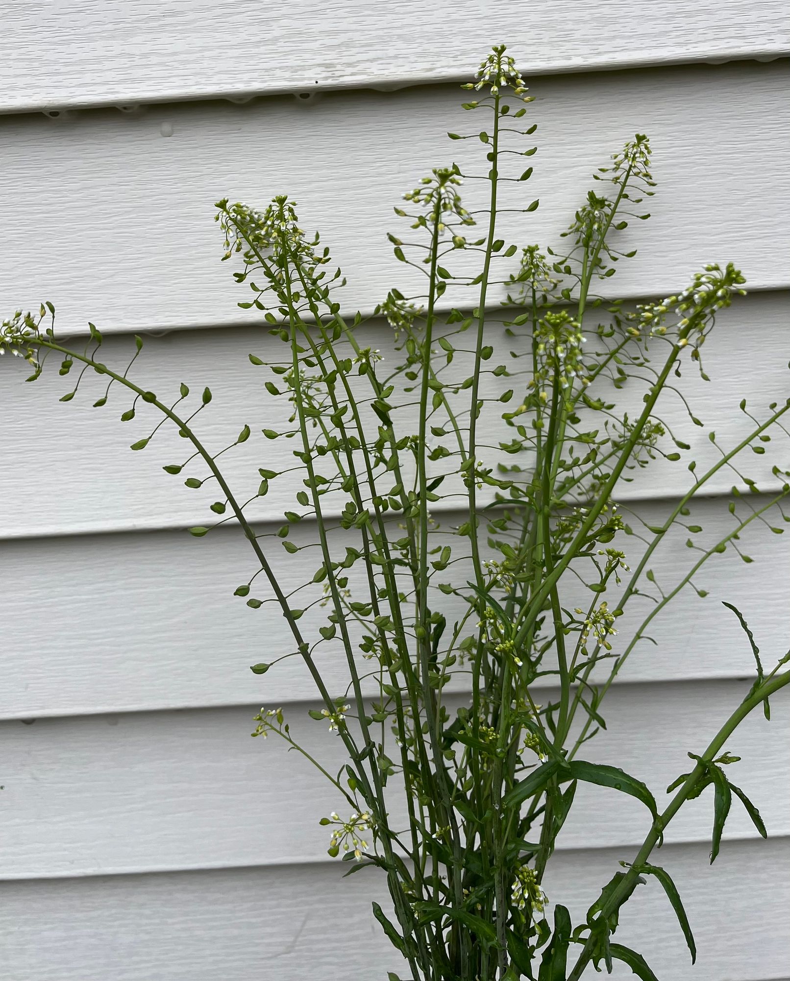 CAPSELLA bursa-pastoris