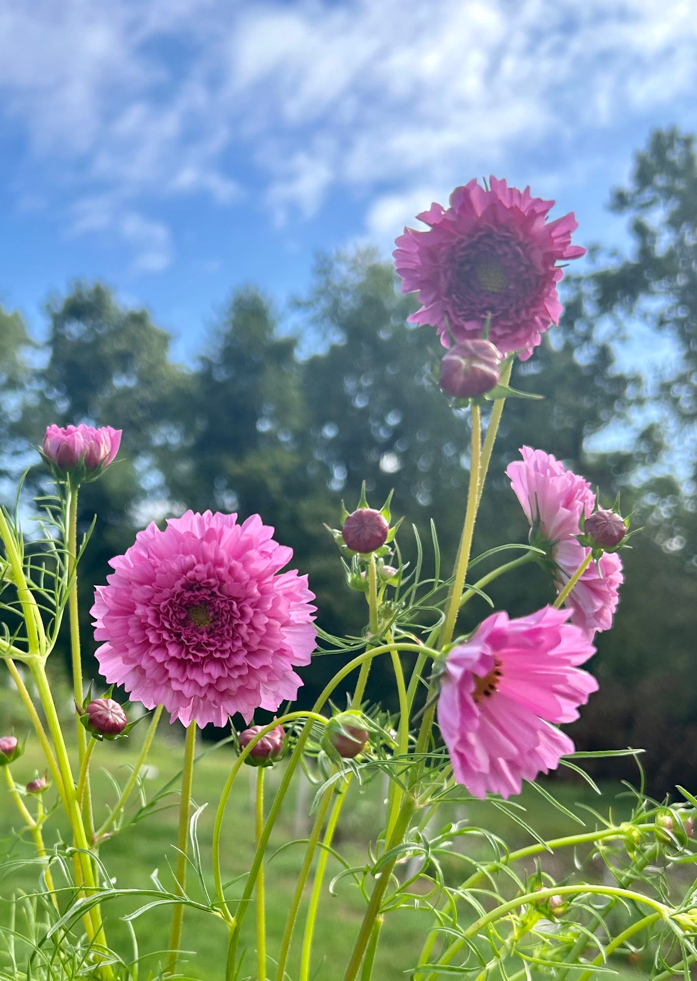 COSMOS bipinnatus Double Click Rose Bon Bon