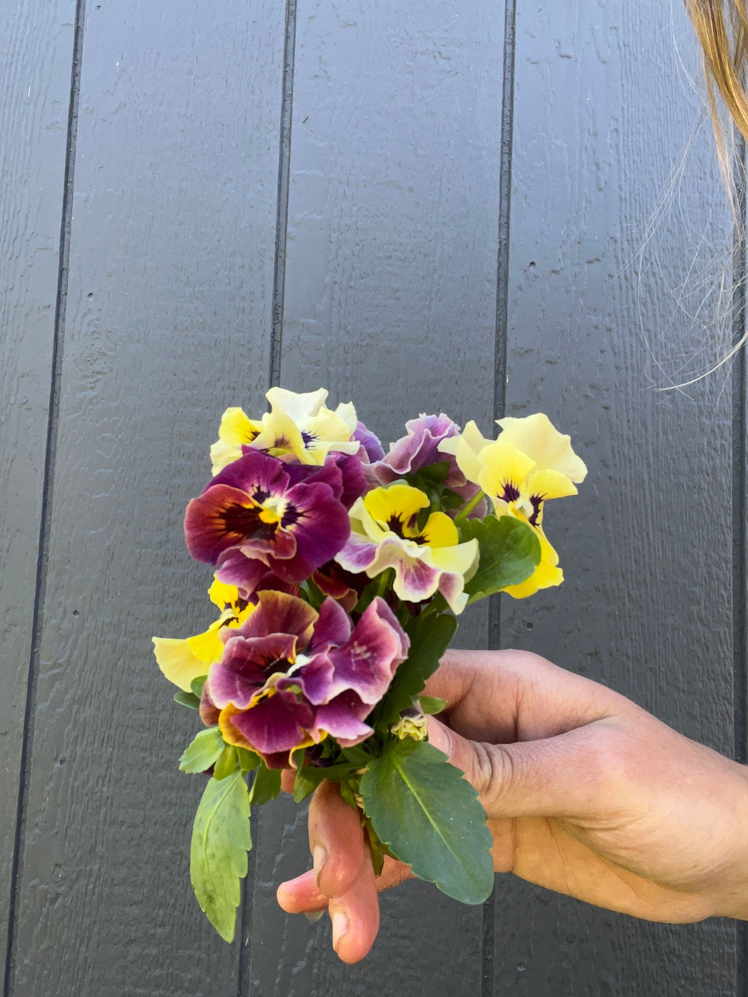 Edible pansies - frizzle sizzle