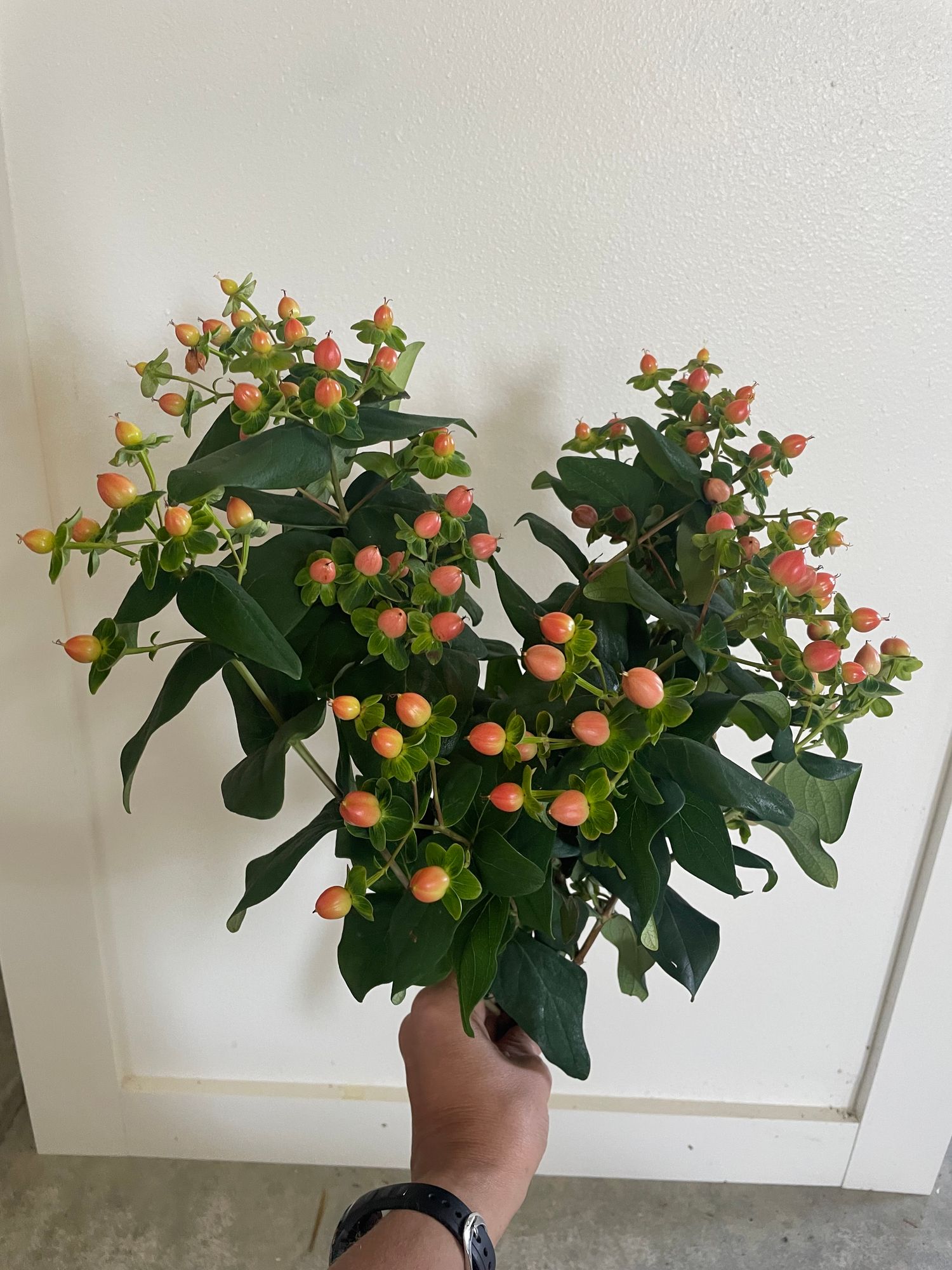HYPERICUM x Globo Coral