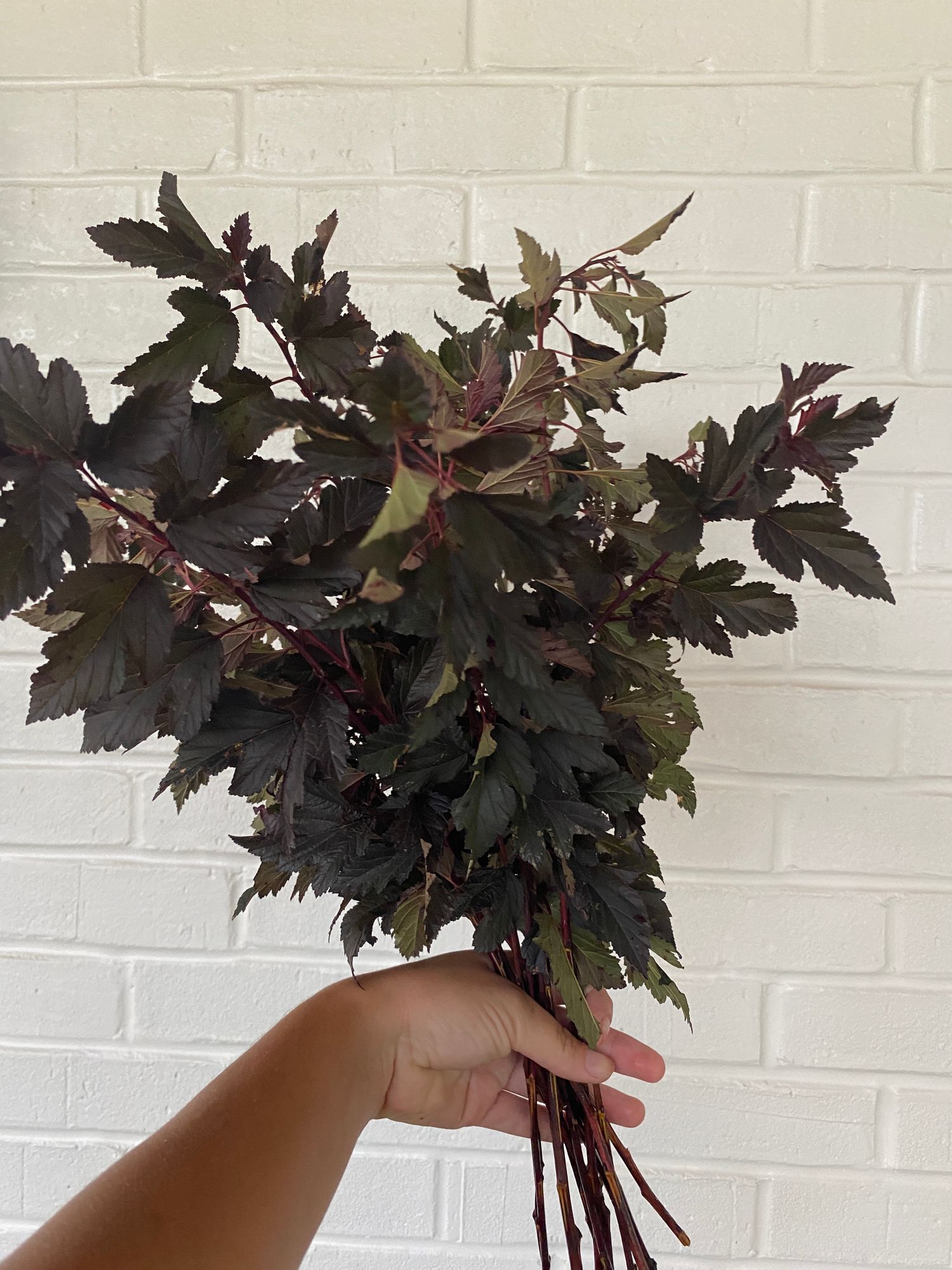 PHYSOCARPUS opulifolius Diabolo