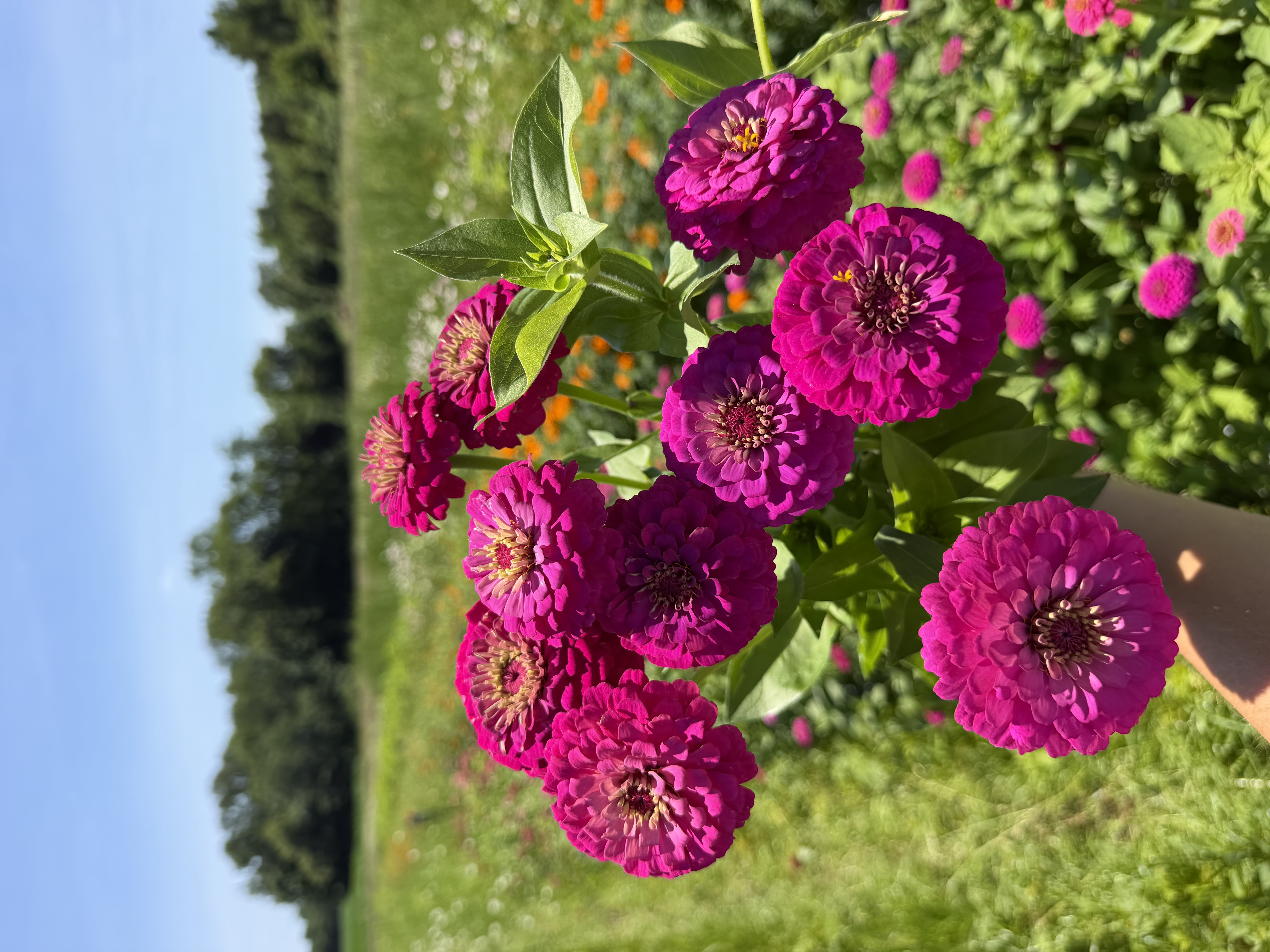 ZINNIA elegans Oklahoma Carmine Rose