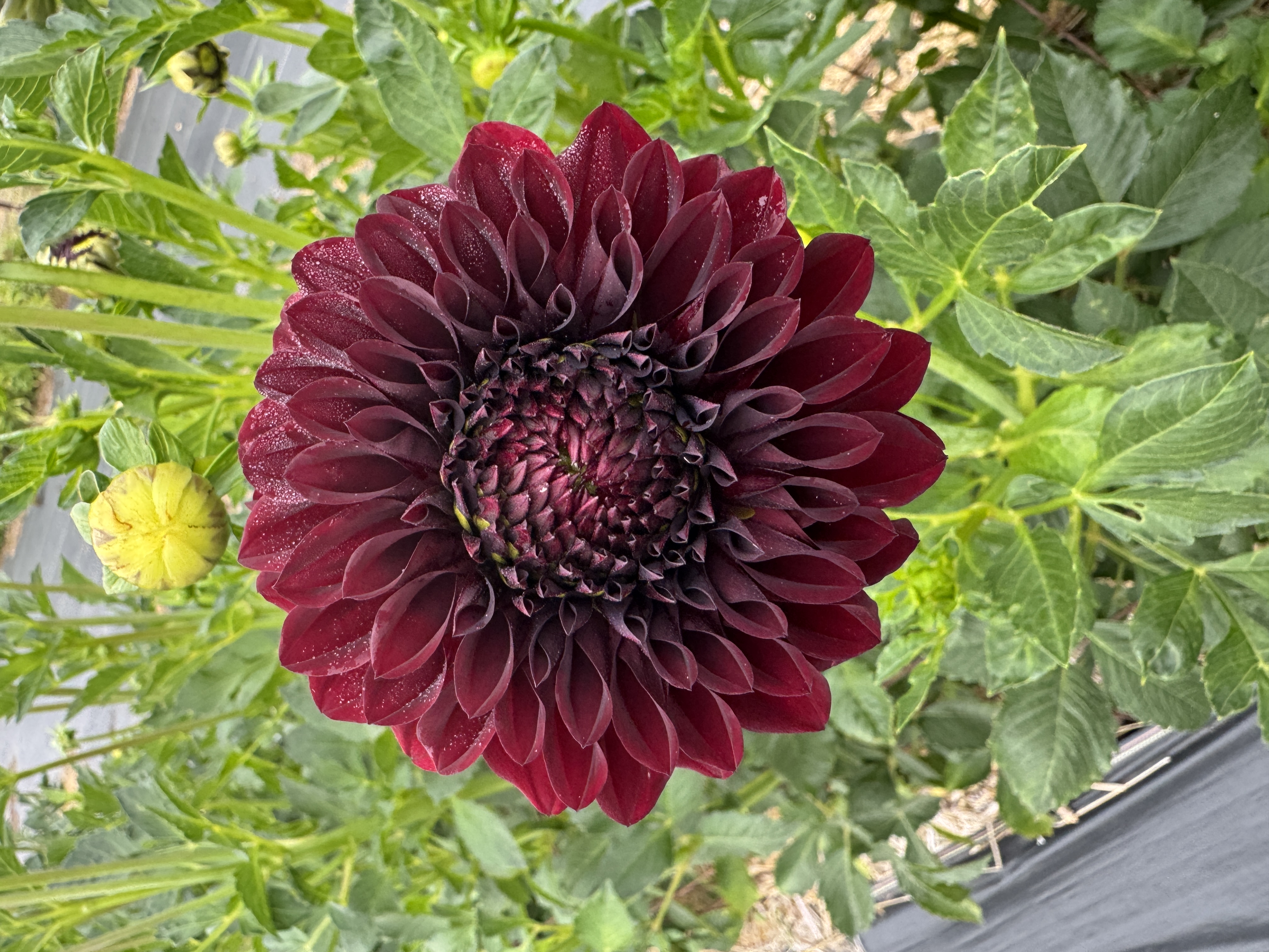 DAHLIA Shadow Cat