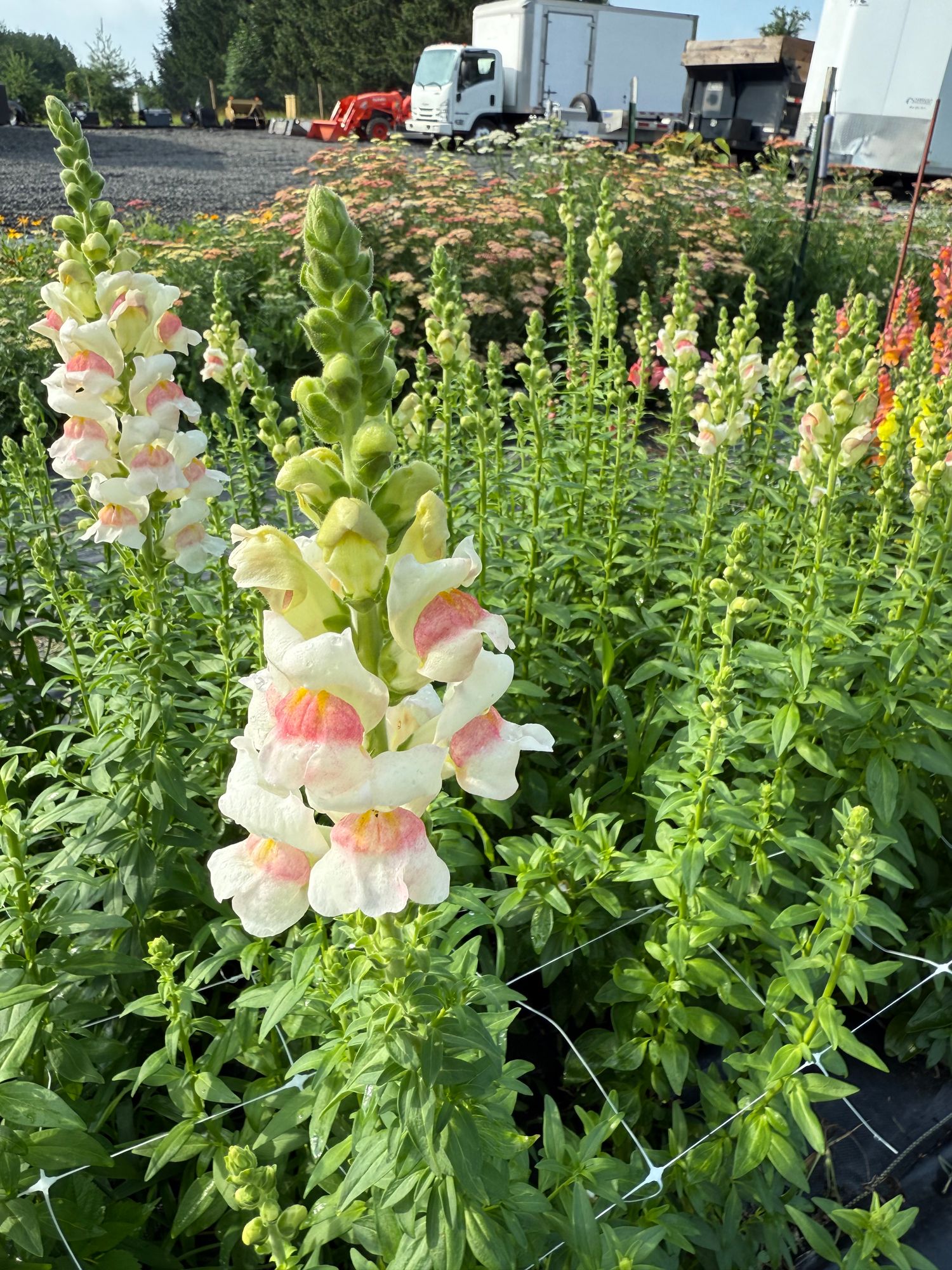 ANTIRRHINUM majus Potomac Appleblossom