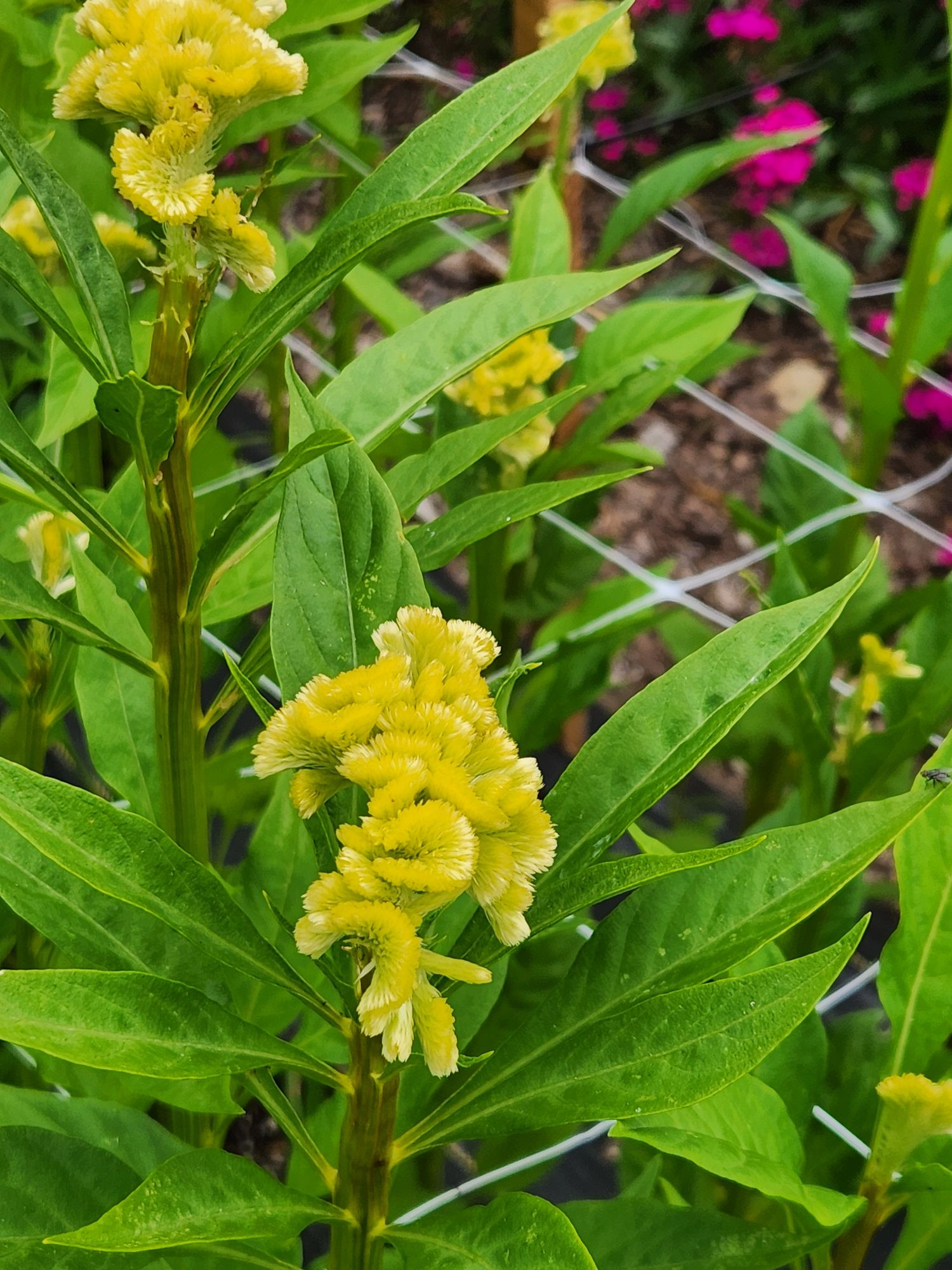CELOSIA argentea var. cristata