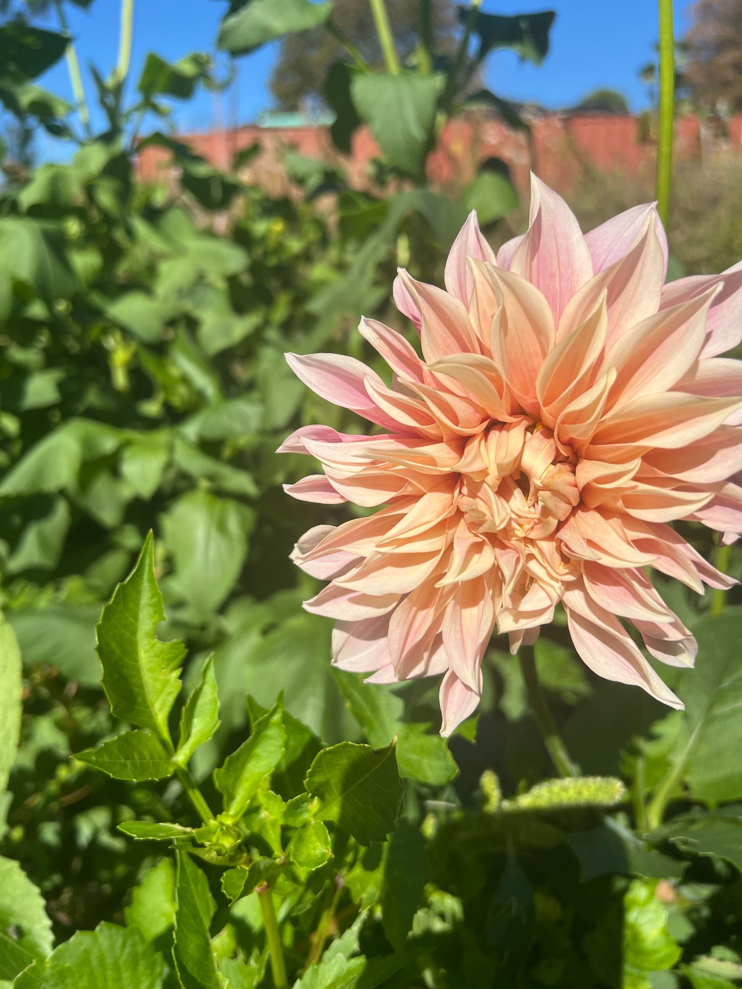 DAHLIA Cafe Au Lait