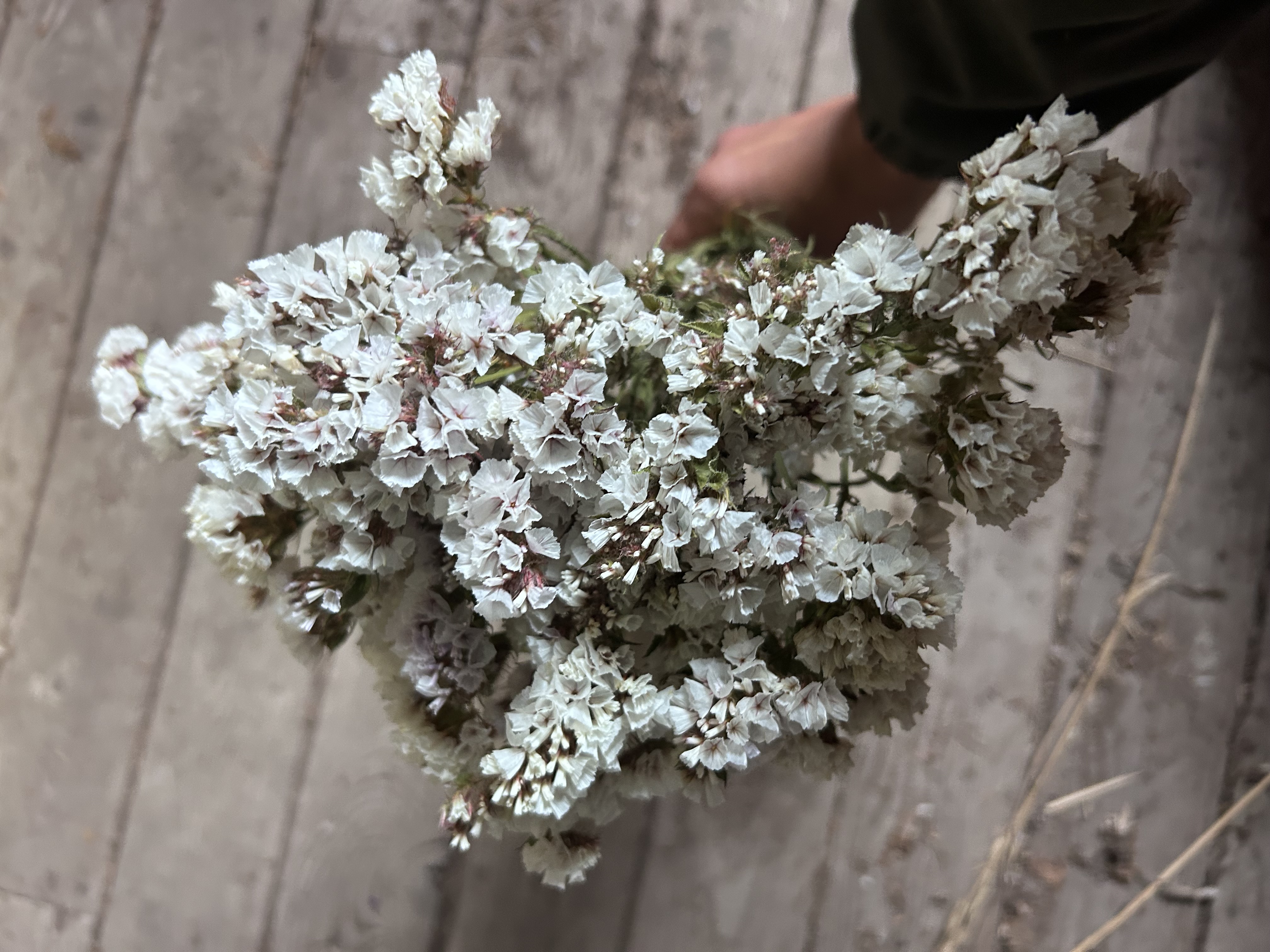 LIMONIUM sinuatum Seeker