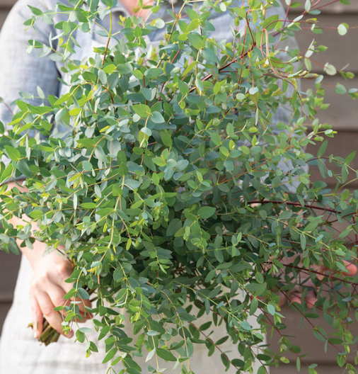 EUCALYPTUS parvula