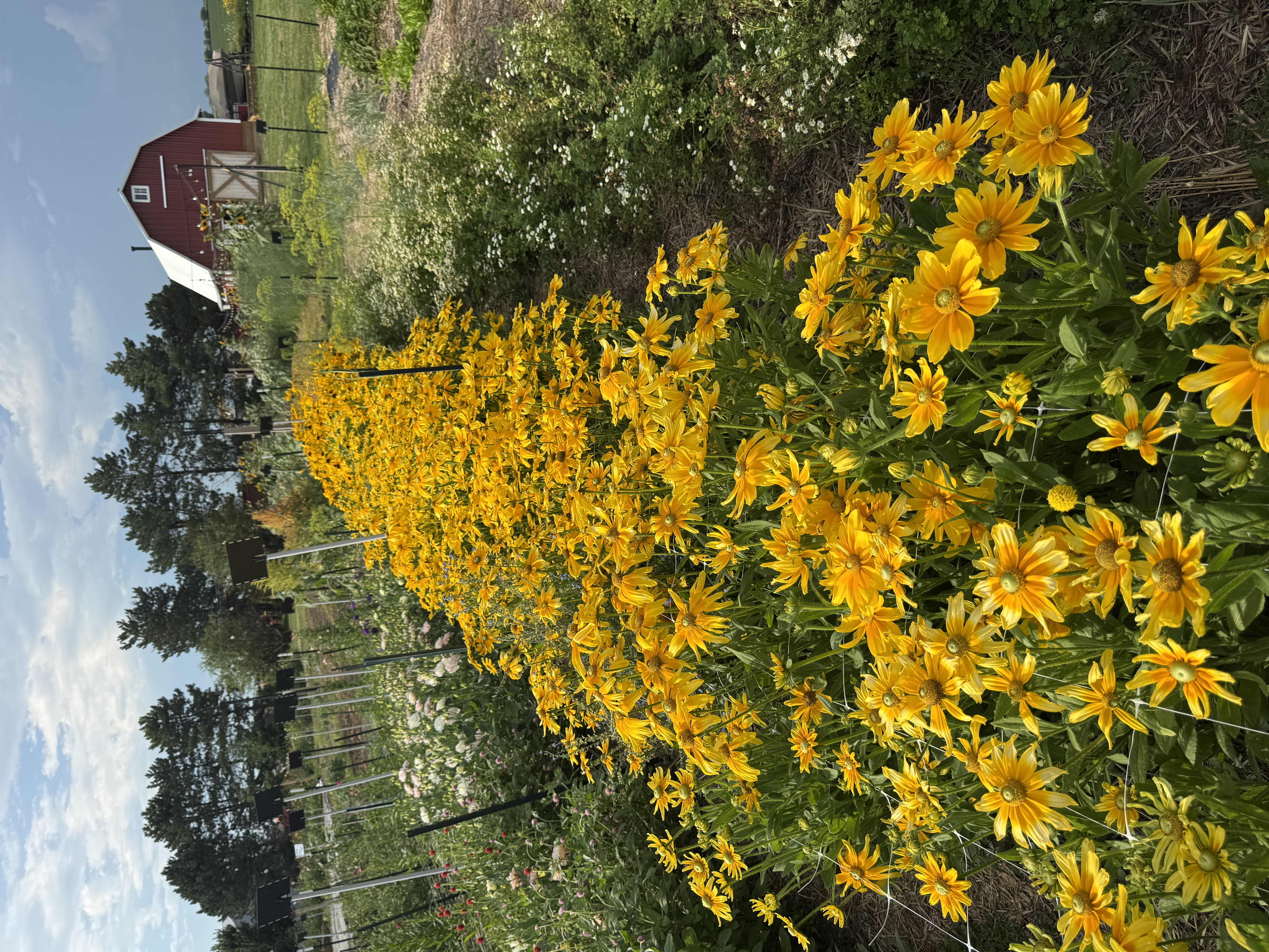RUDBECKIA hirta