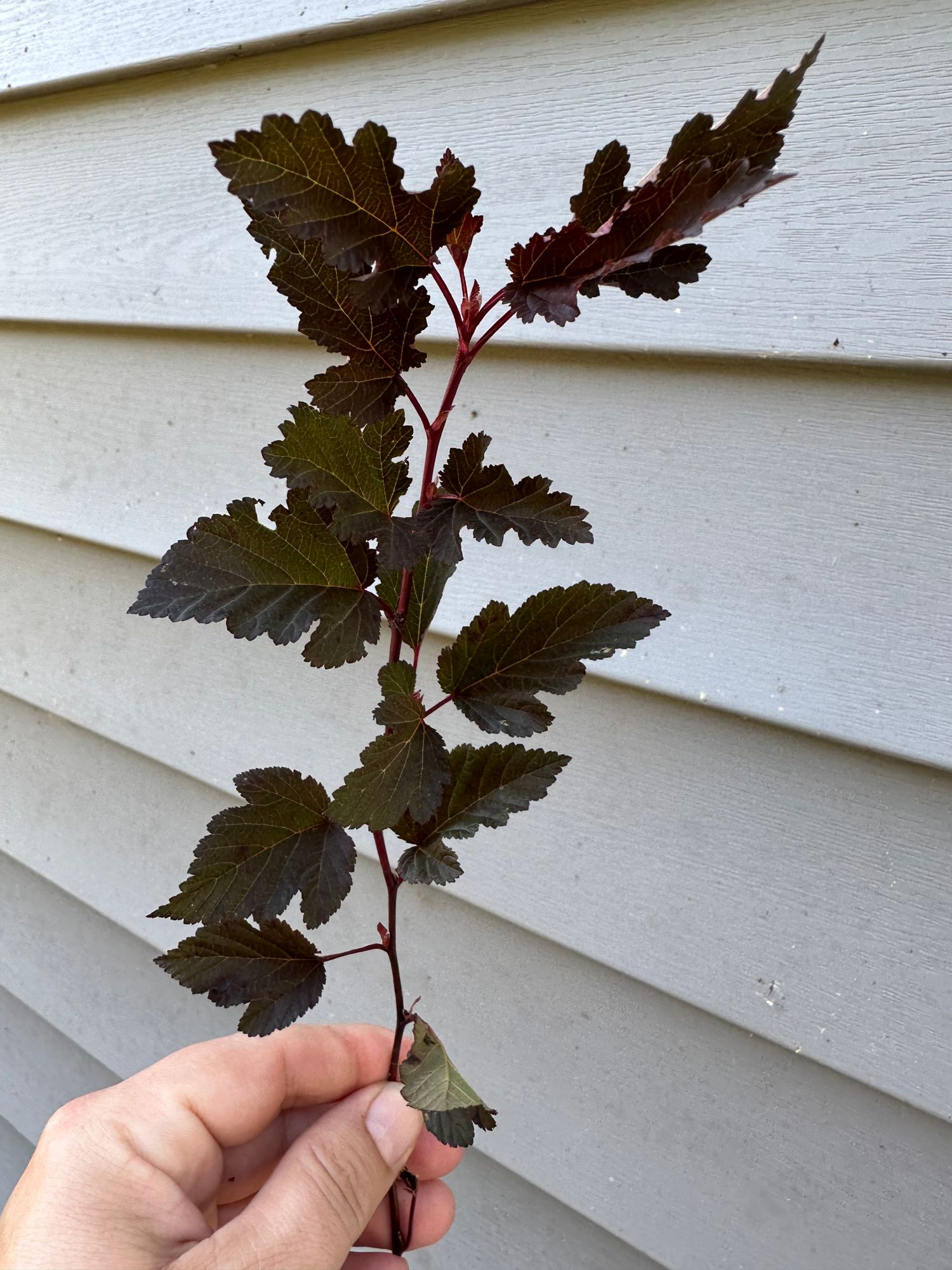 PHYSOCARPUS opulifolius Summer Wine