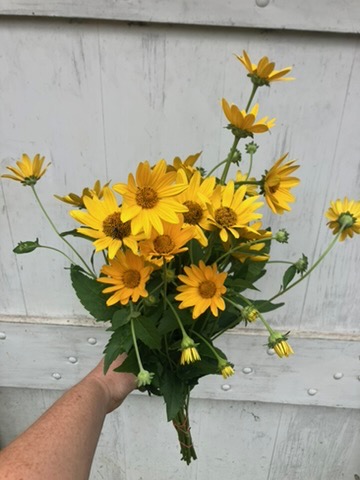 HELIOPSIS helianthoides
