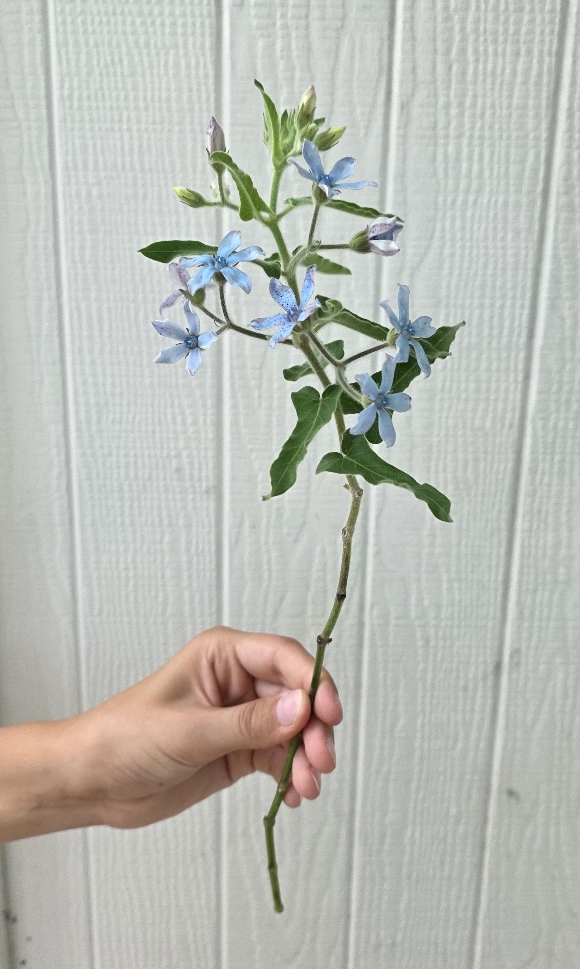 OXYPETALUM coeruleum Heavenly Blue