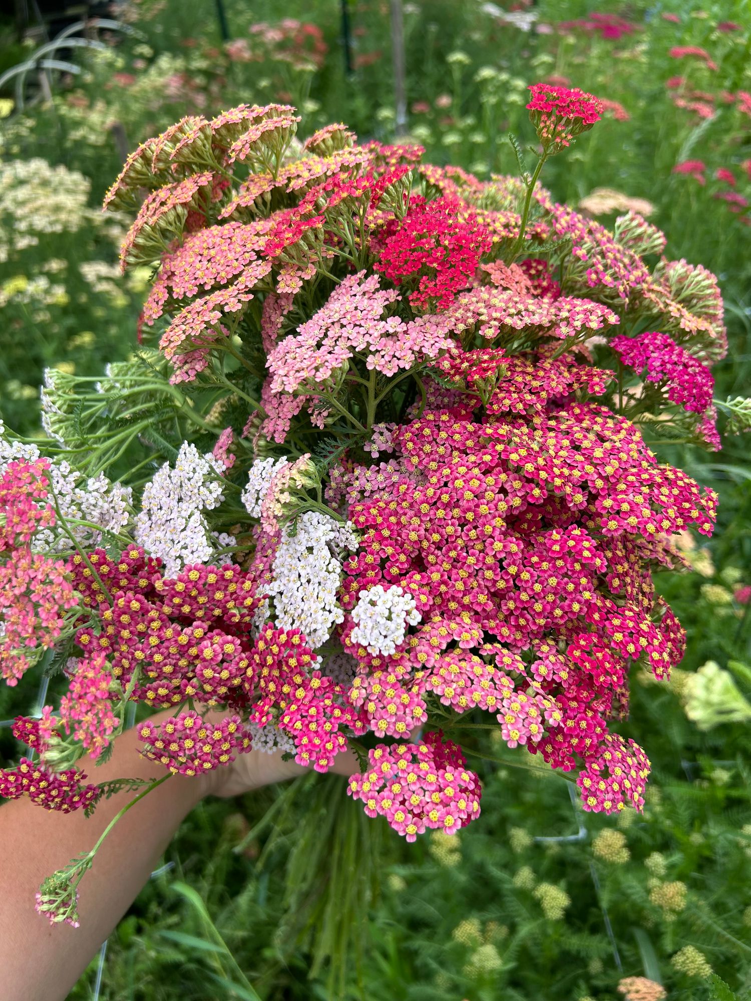 ACHILLEA ageratifolia