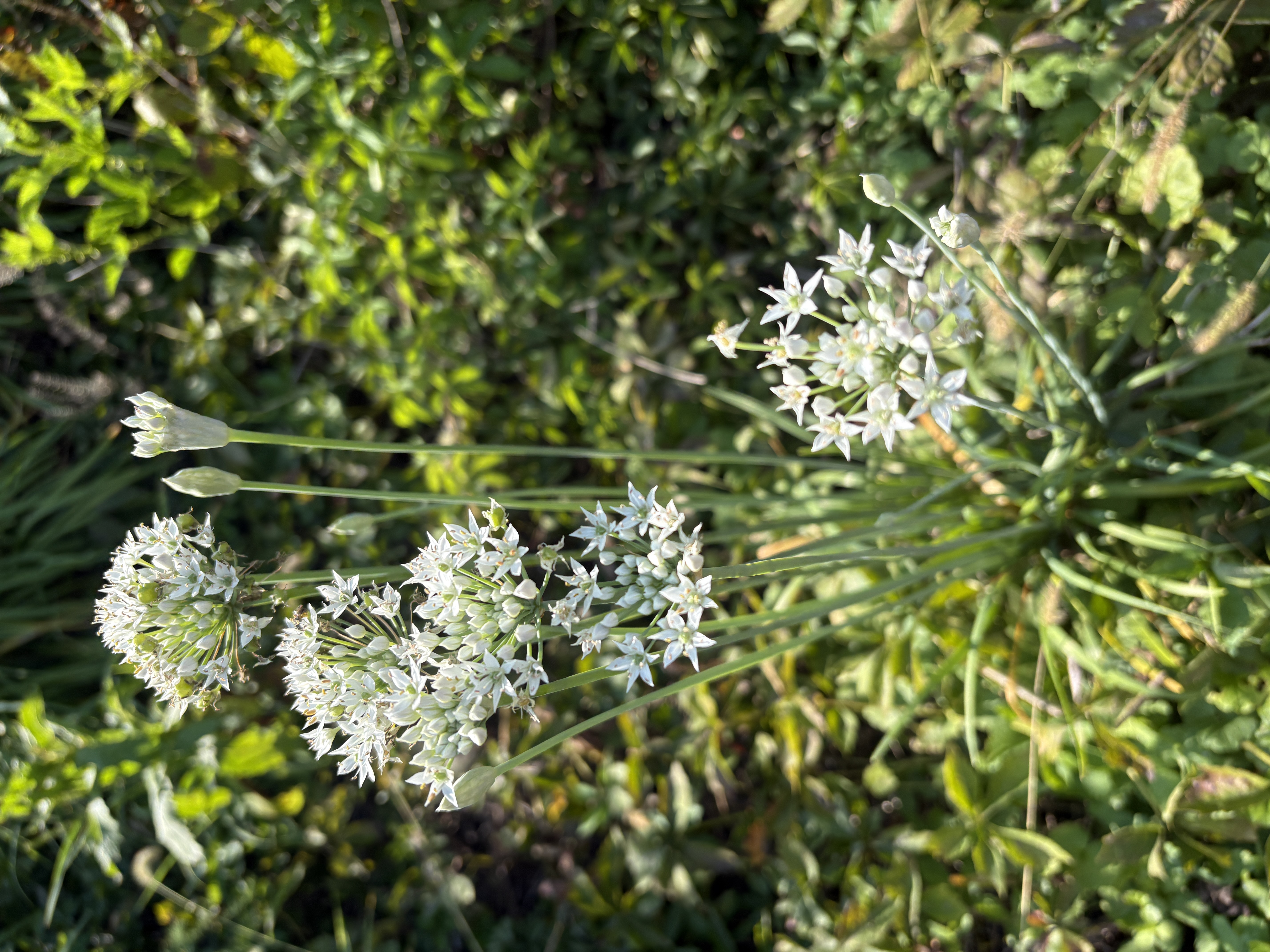 ALLIUM