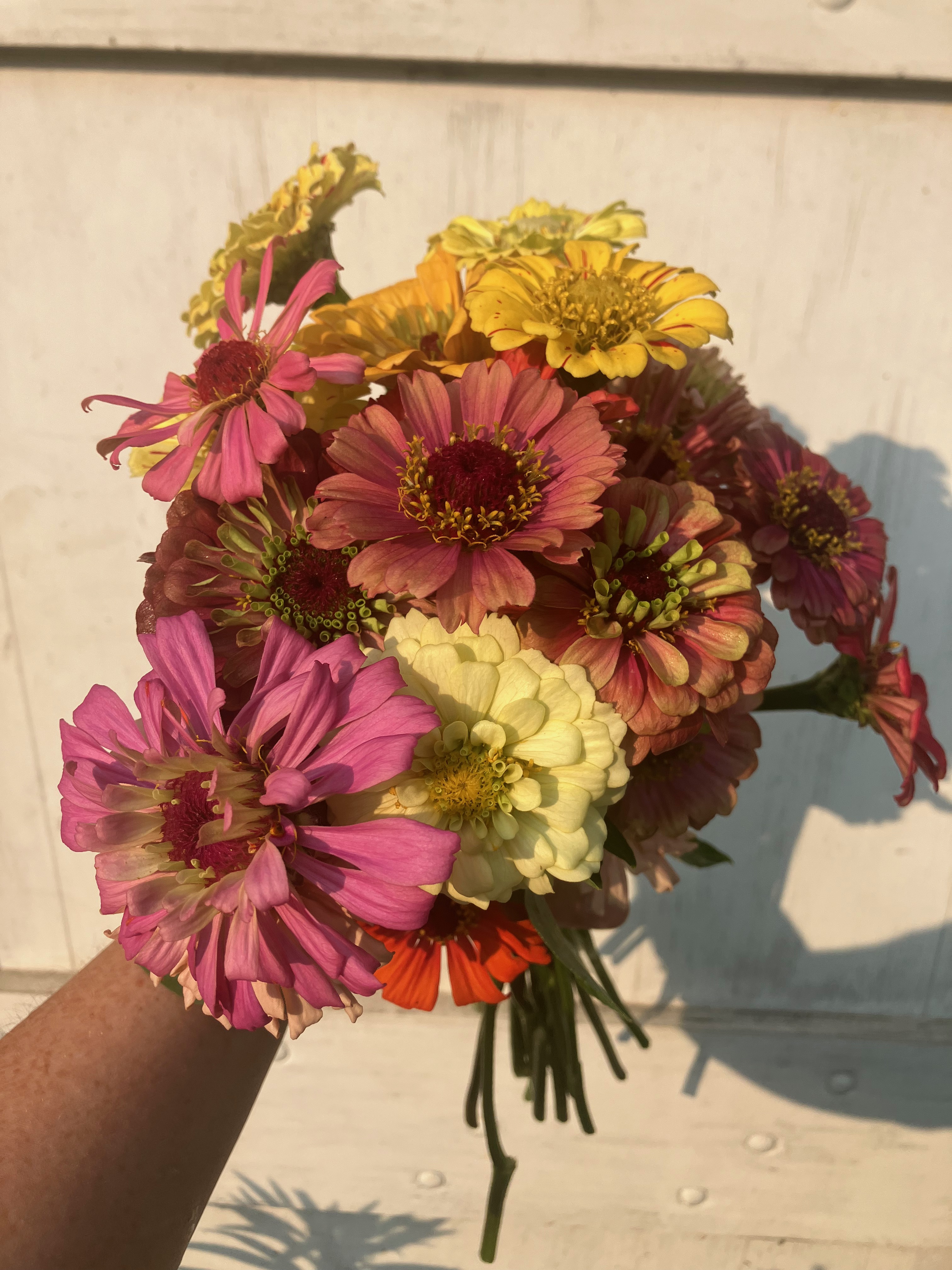 ZINNIA