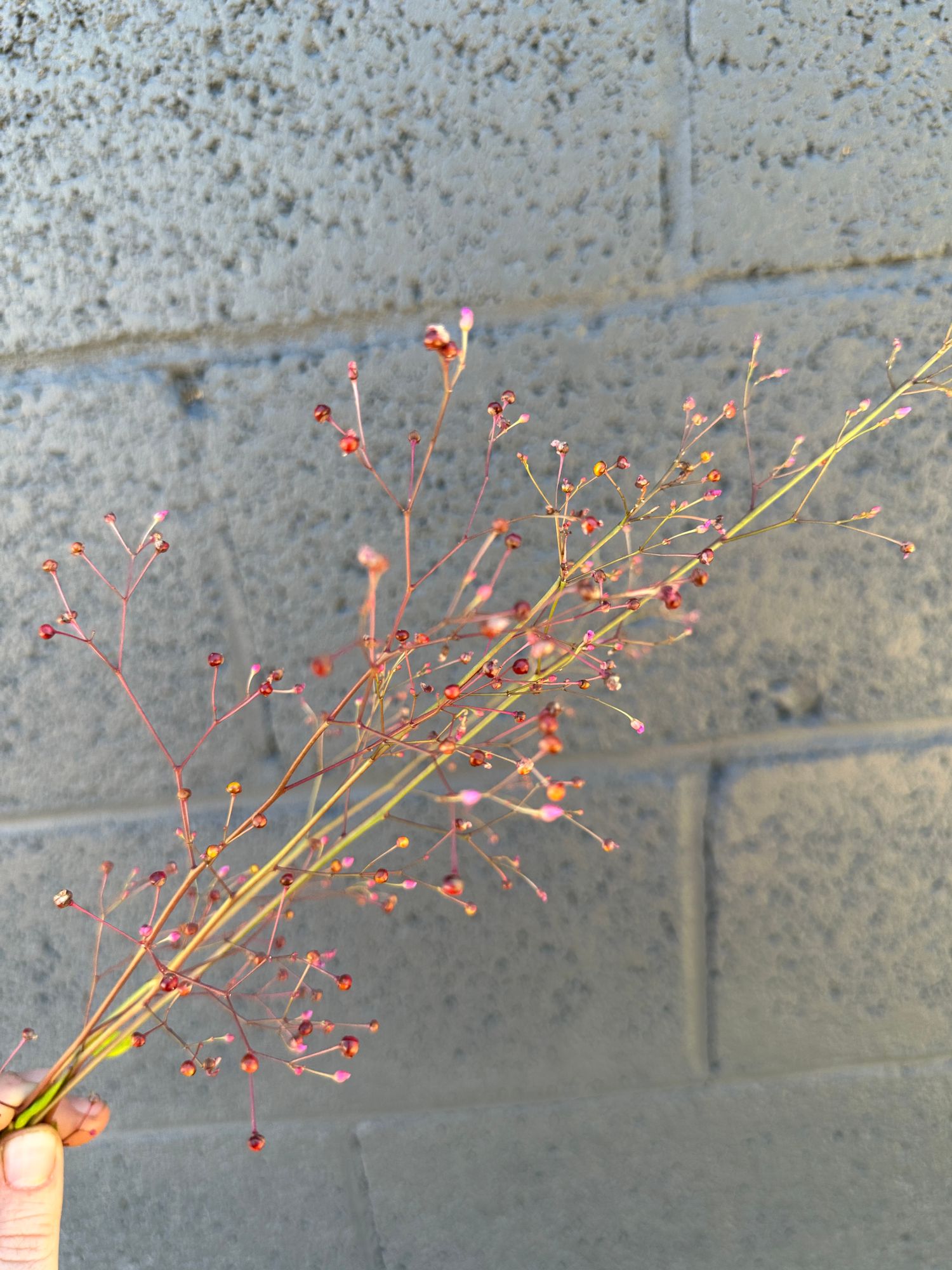 TALINUM paniculatum