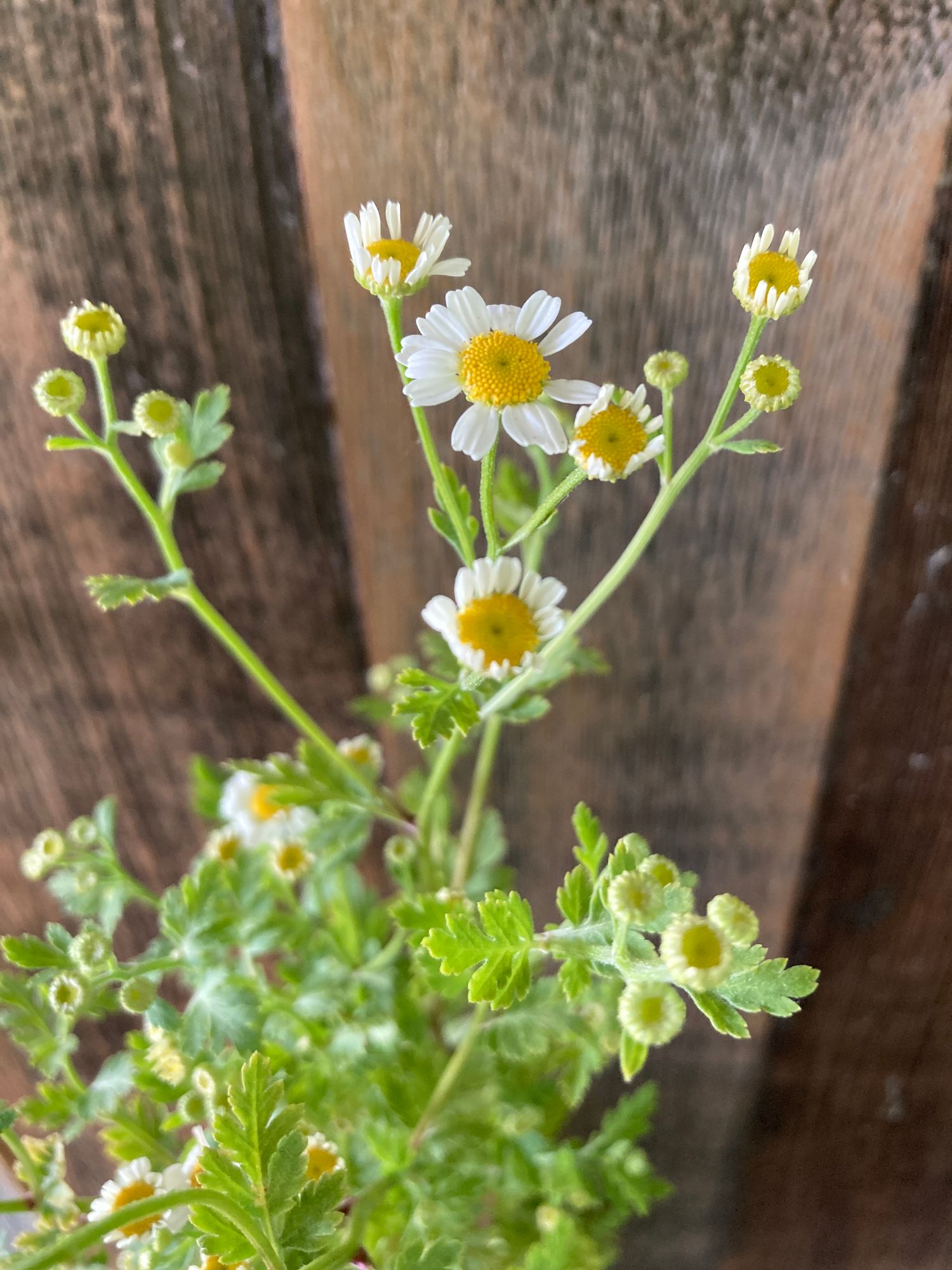 TANACETUM parthenium Magic Single