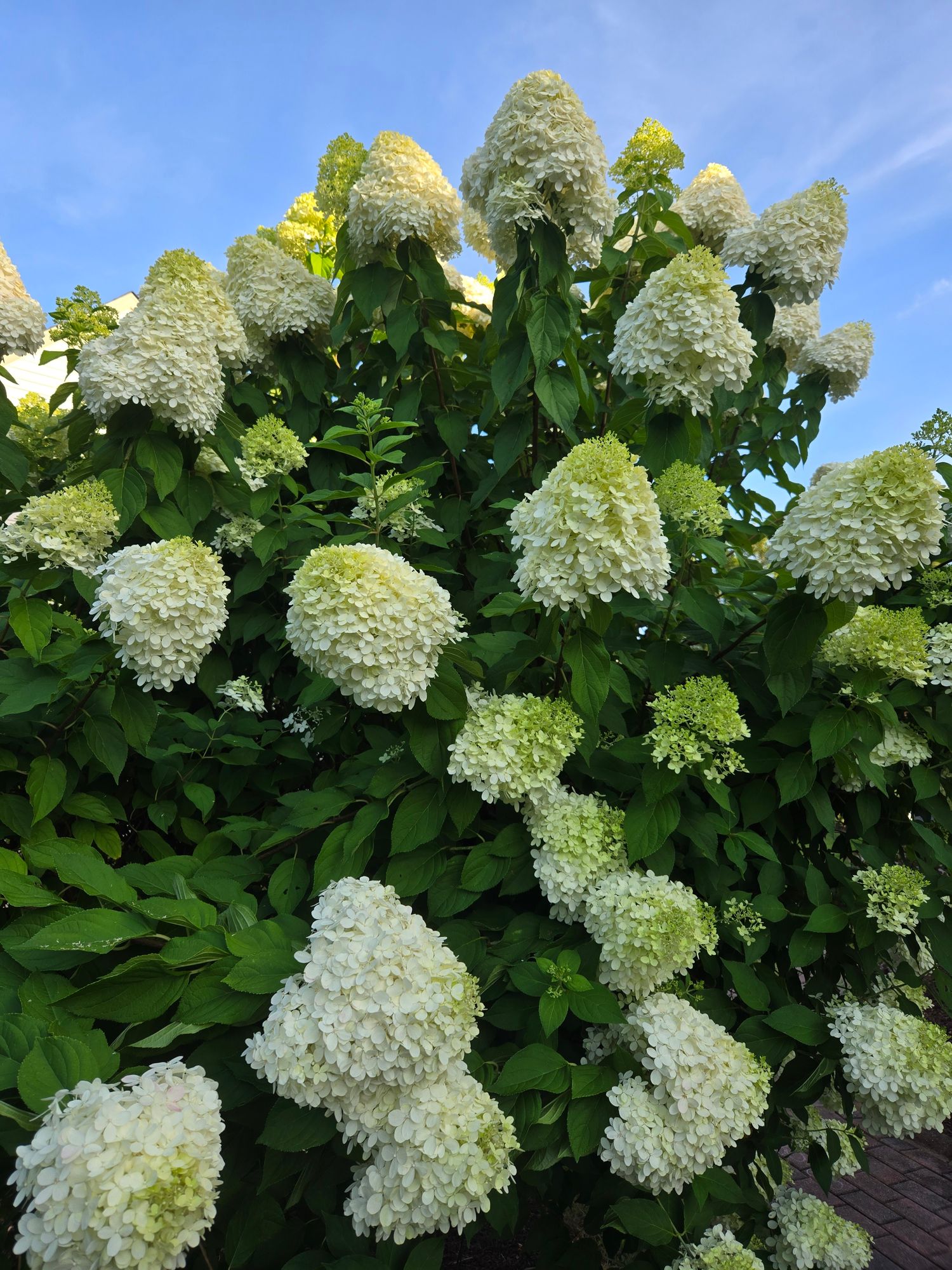 HYDRANGEA paniculata