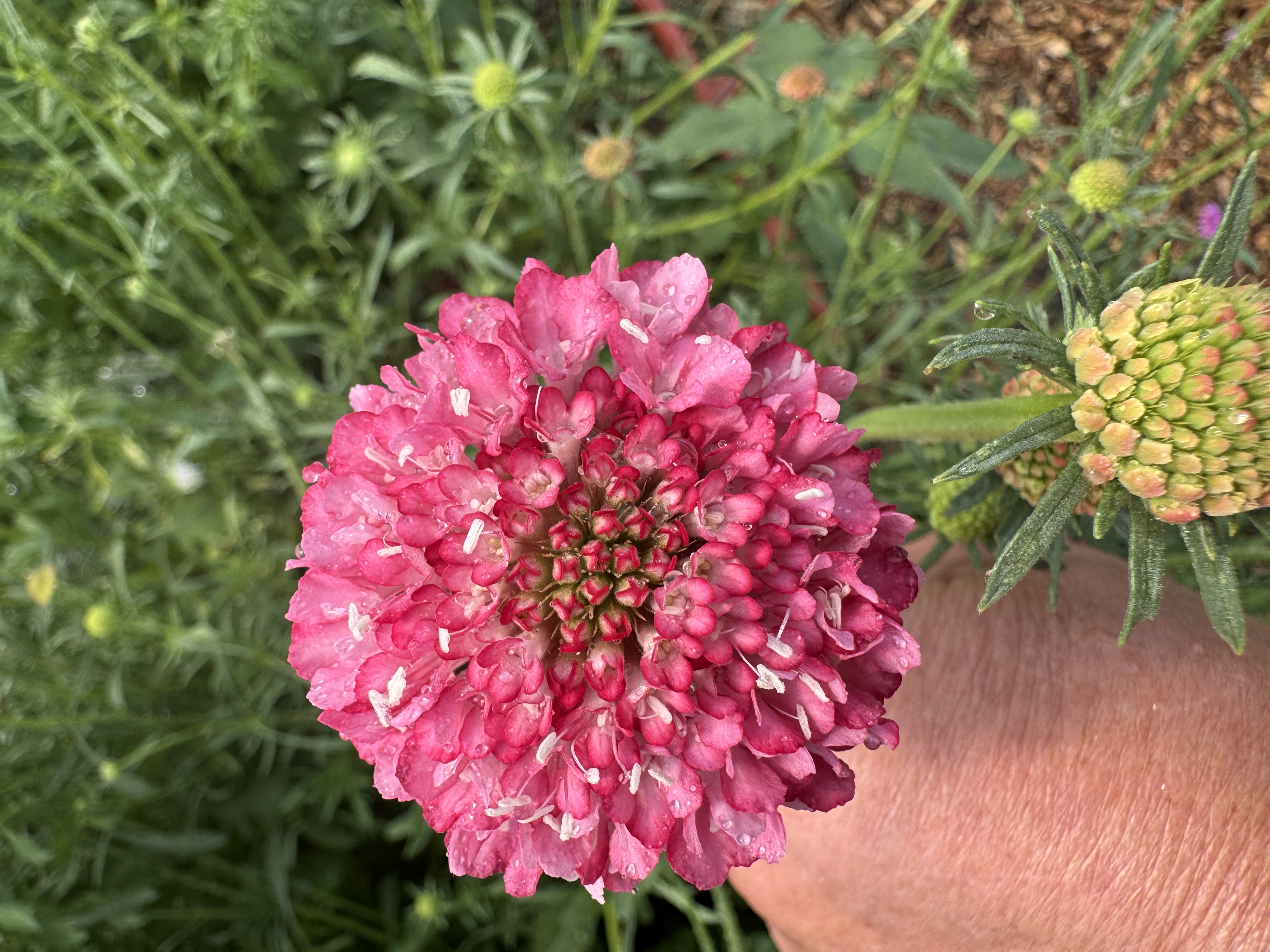 SCABIOSA atropurpurea Salmon Queen