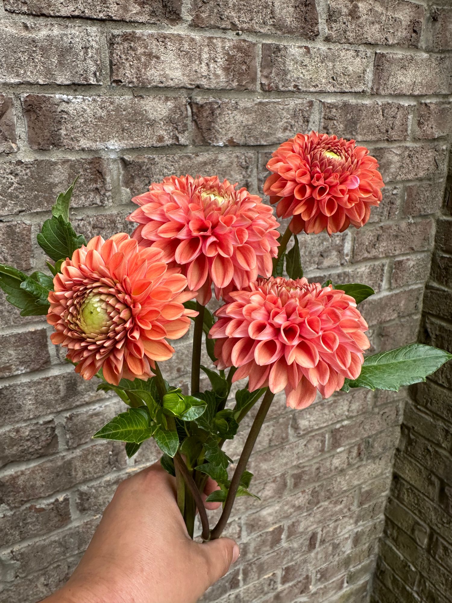 DAHLIA Cornel Bronze