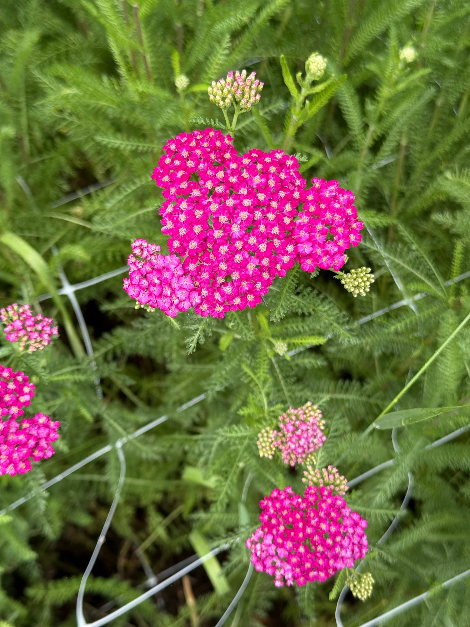 ACHILLEA millefolium Skysail Bright Pink