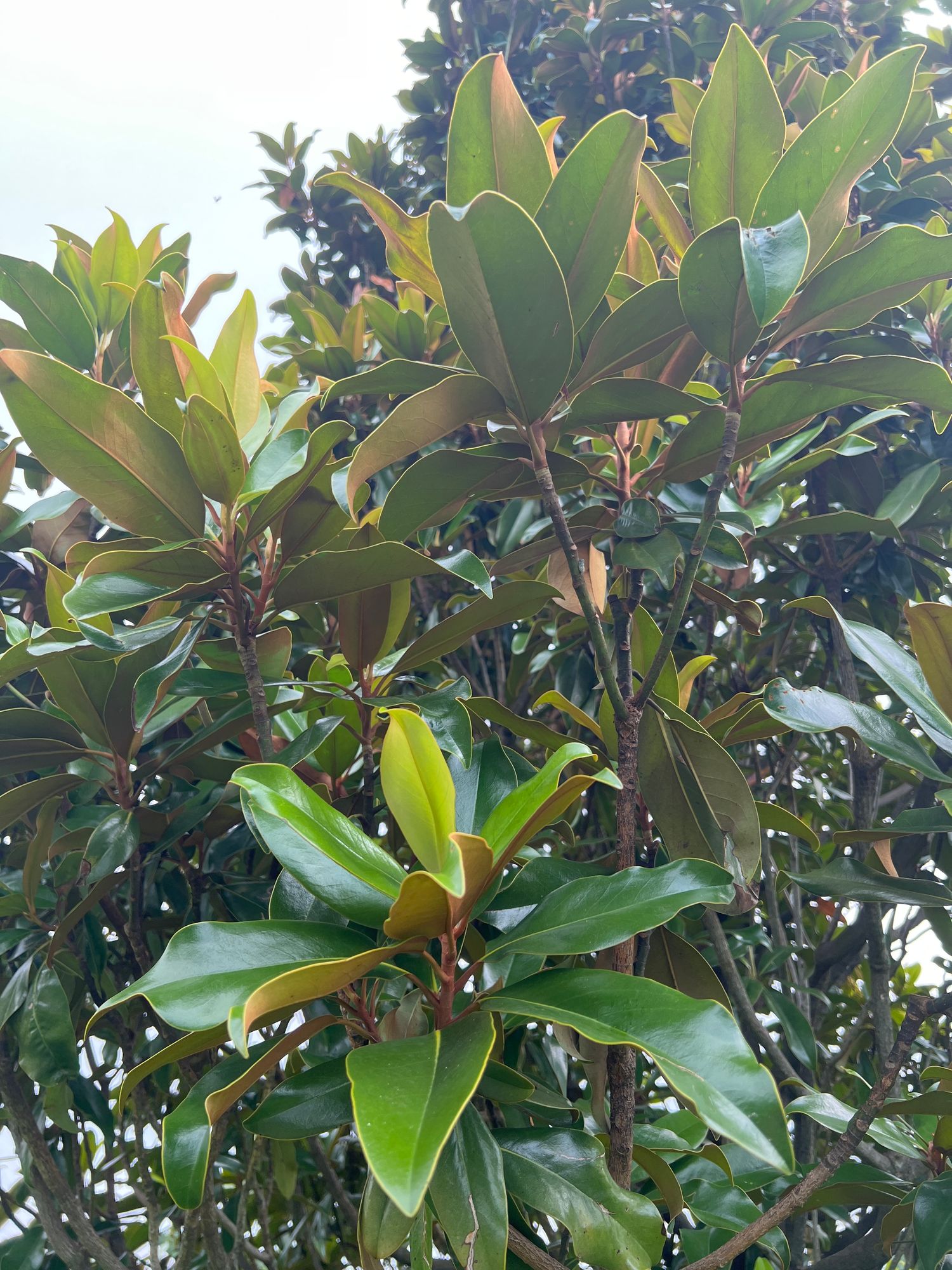 MAGNOLIA