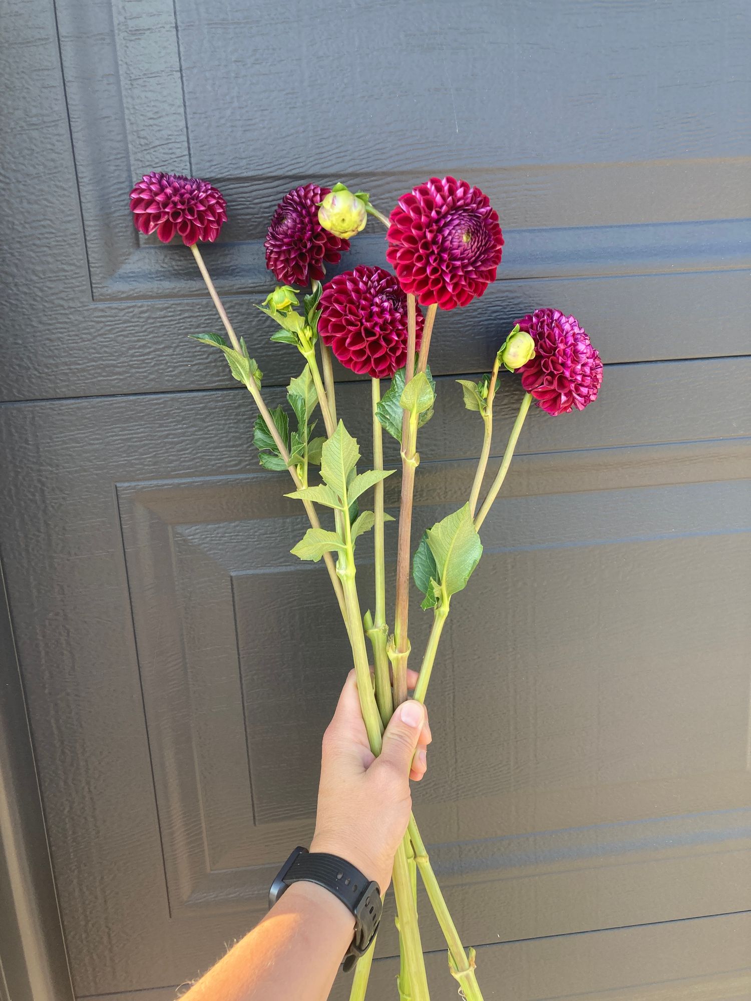 DAHLIA