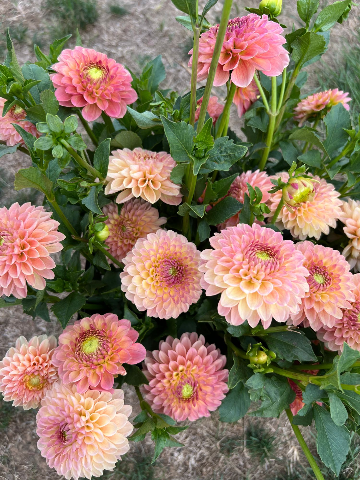 DAHLIA Jowey Nicky