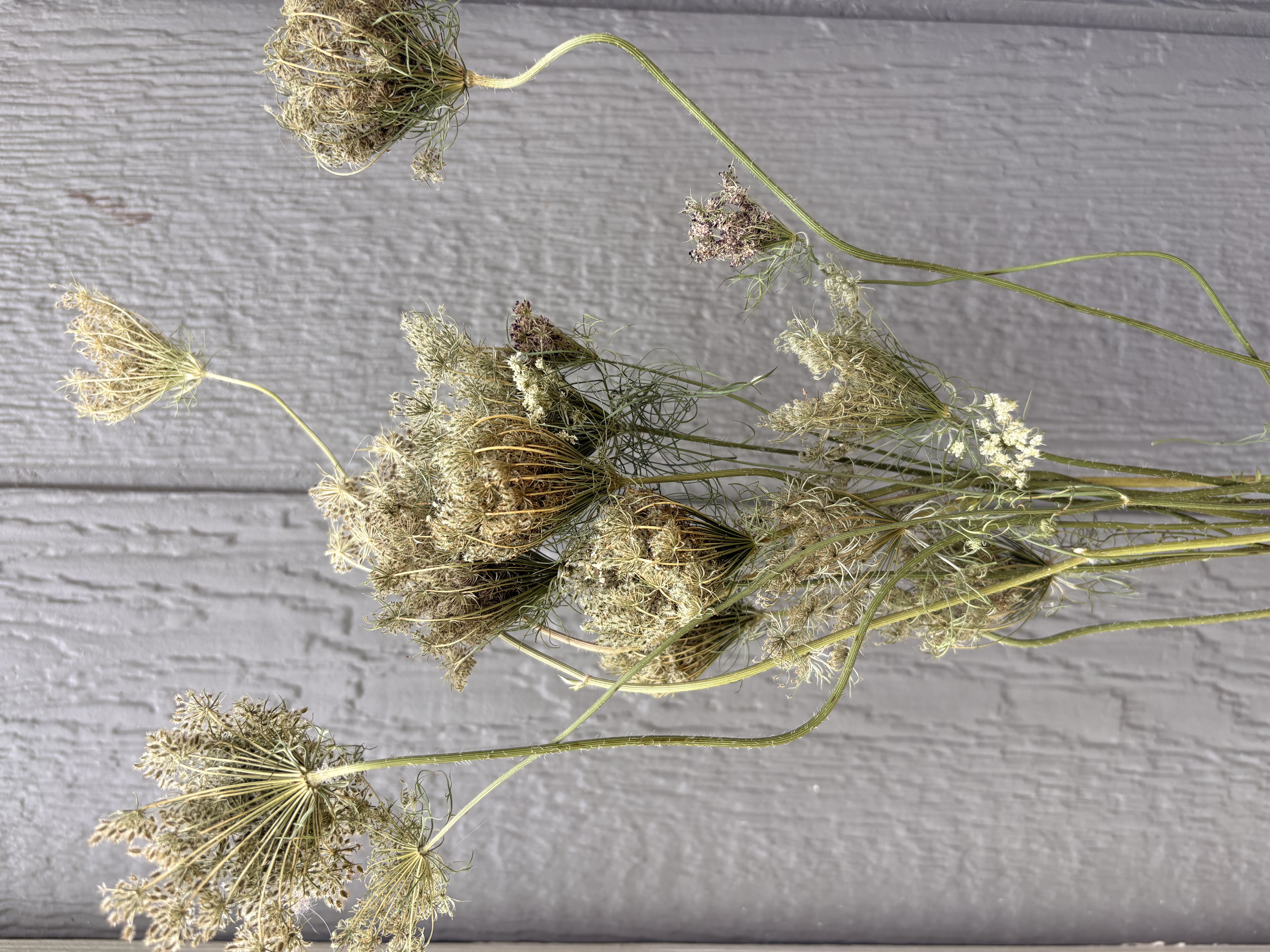 AMMI majus