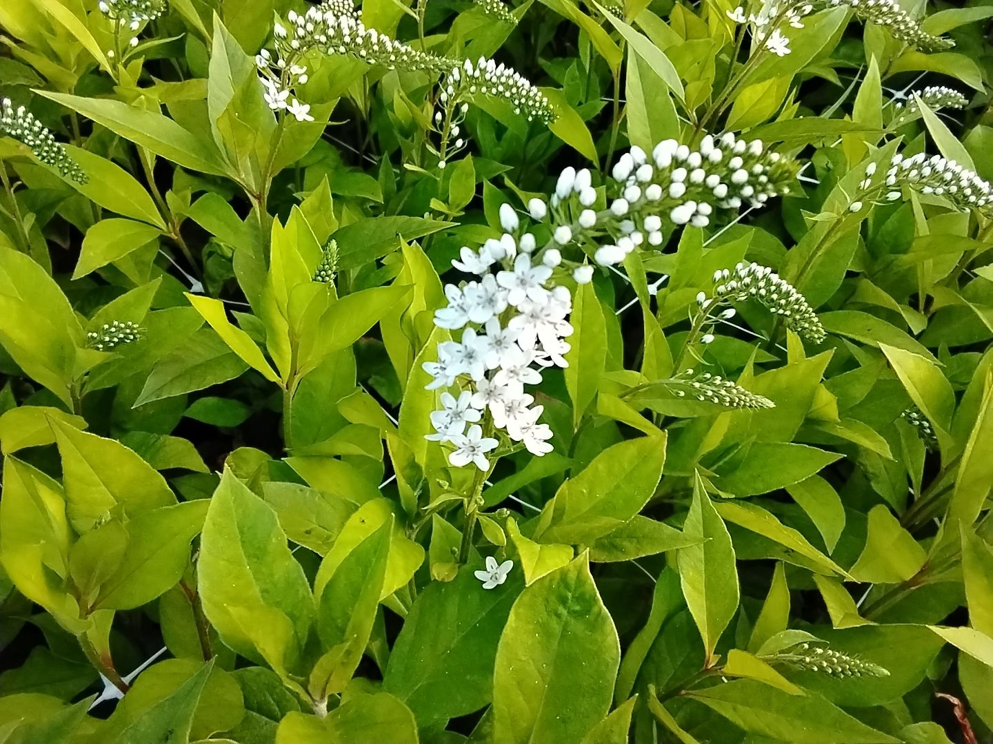 LYSIMACHIA clethroides