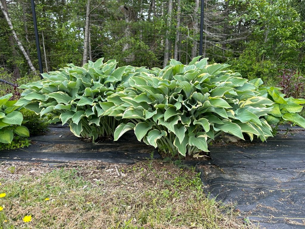 HOSTA elata