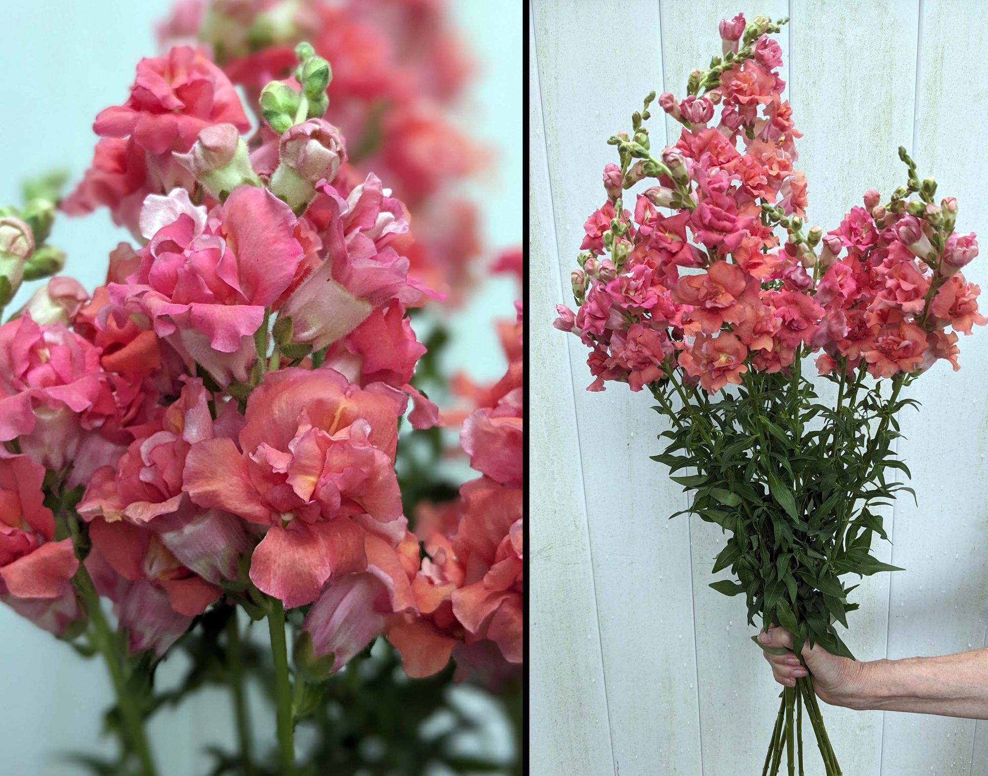 ANTIRRHINUM majus Madame Butterfly Cherry Bronze