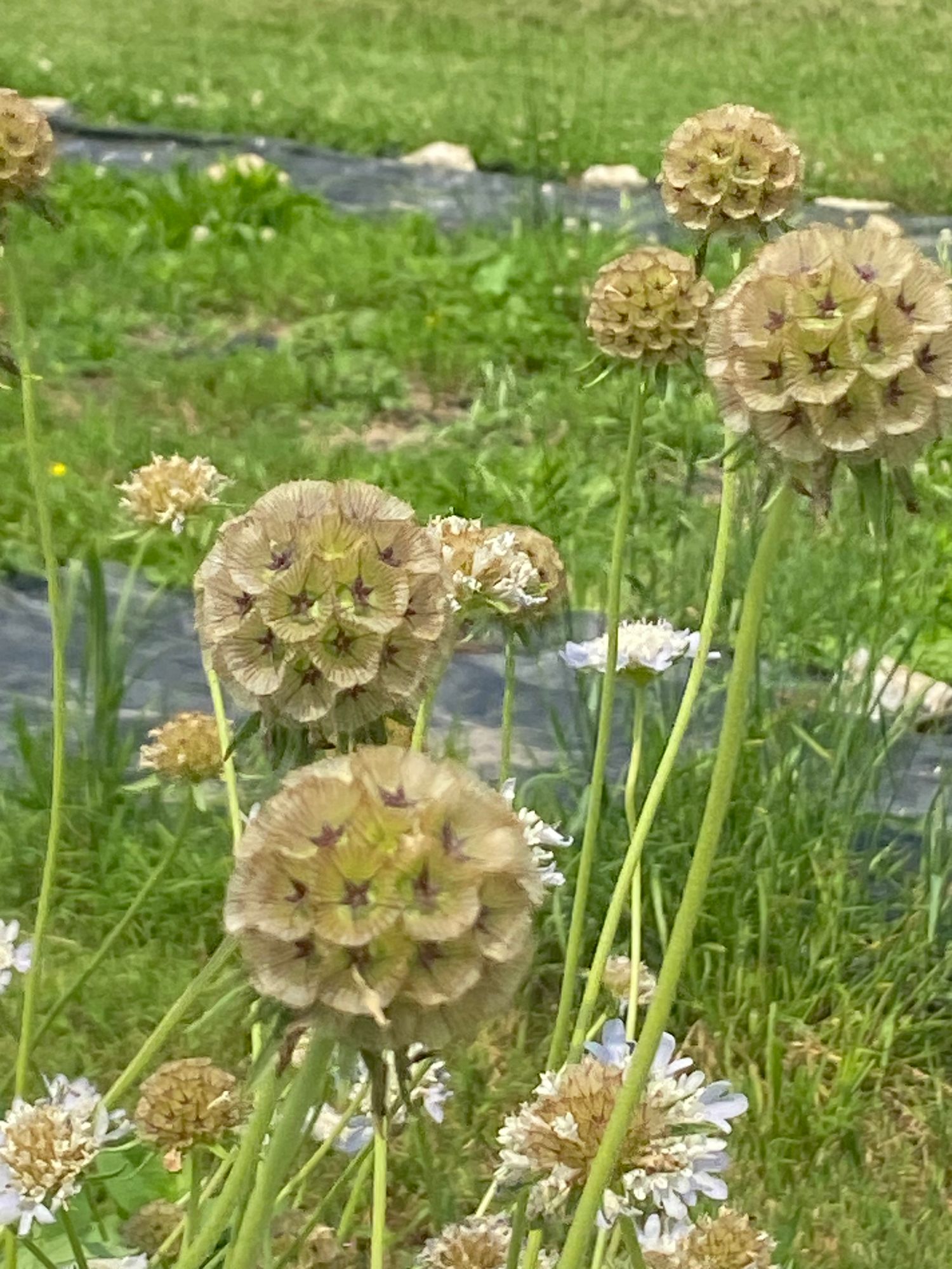 SCABIOSA stellata