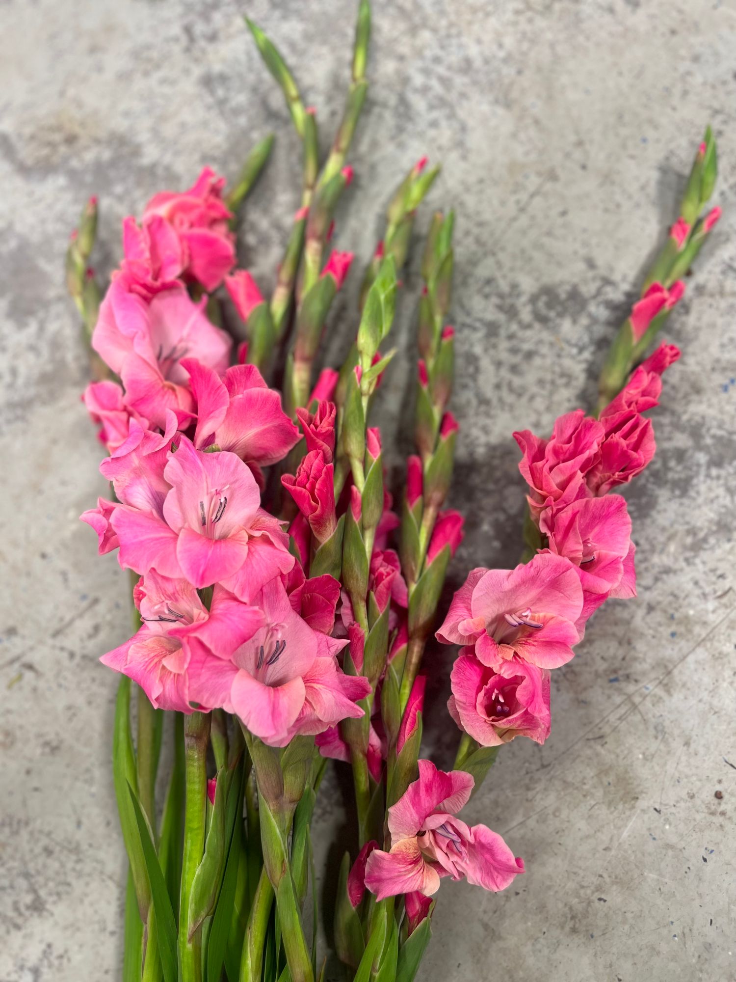 GLADIOLUS